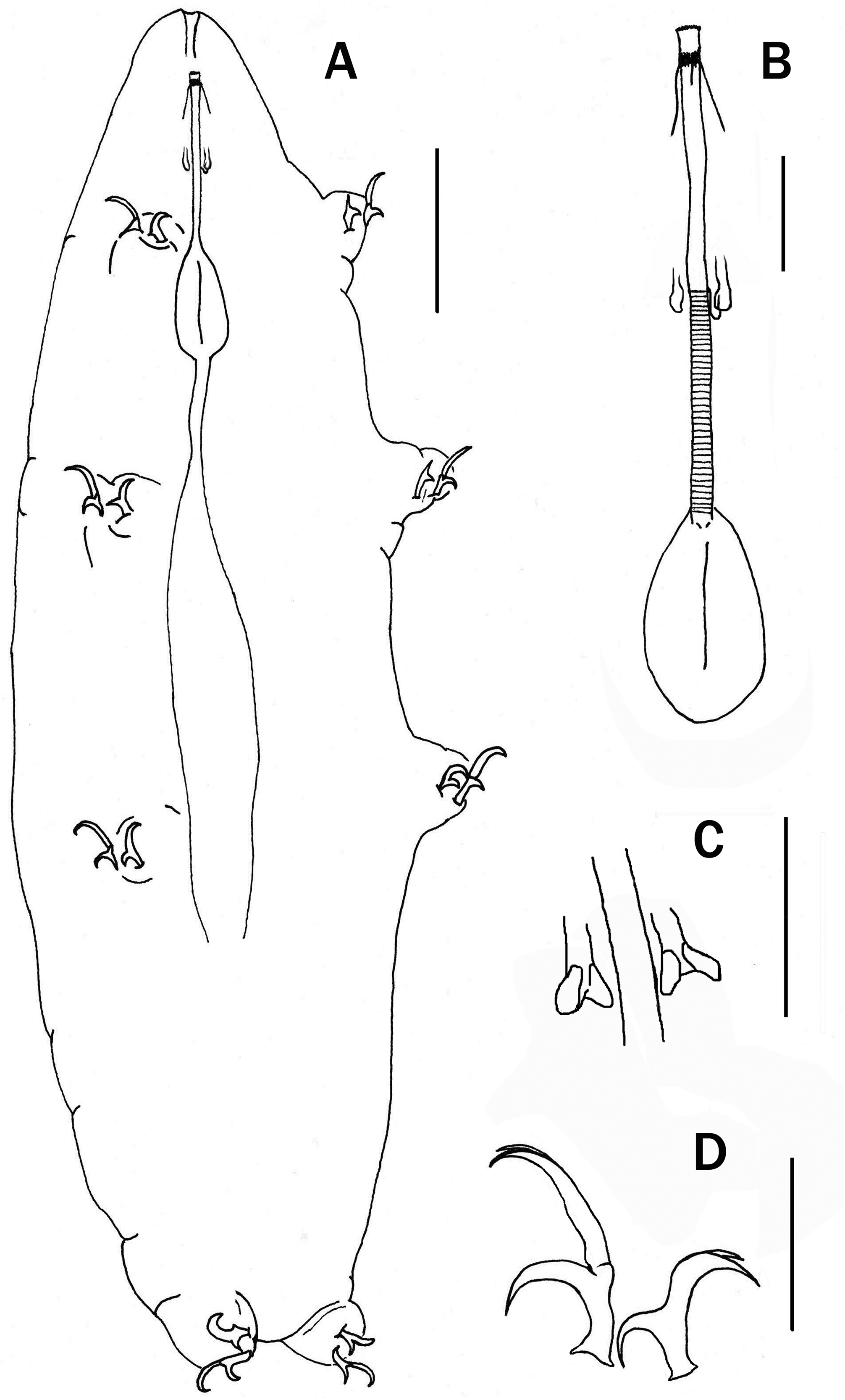 FIGURE 1 In Tardigrada From A Sub-Andean Forest In The Sierra Nevada De ...