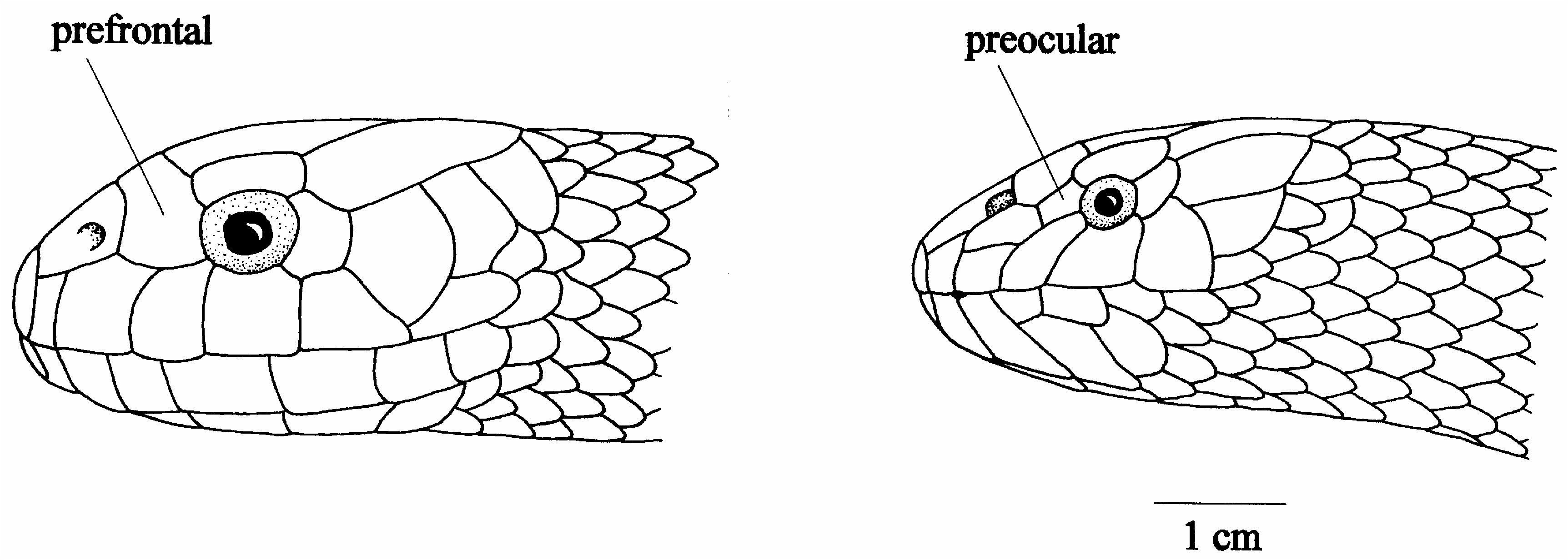 FIGURE 3 in Sea snakes in Australian waters (Serpentes: subfamilies ...