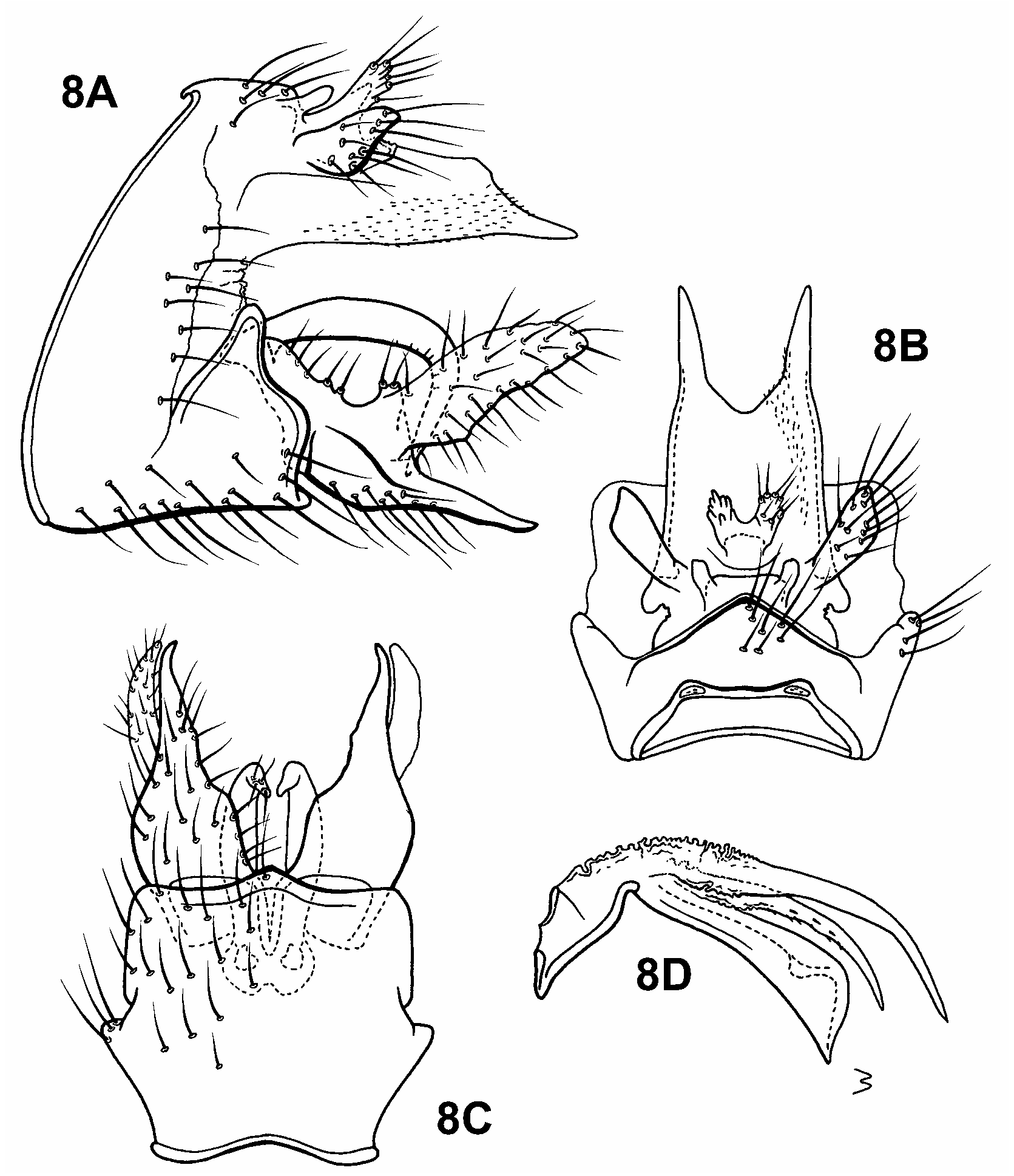 FIGURE 8 in The caddisfly genus Triaenodes in the Neotropics ...