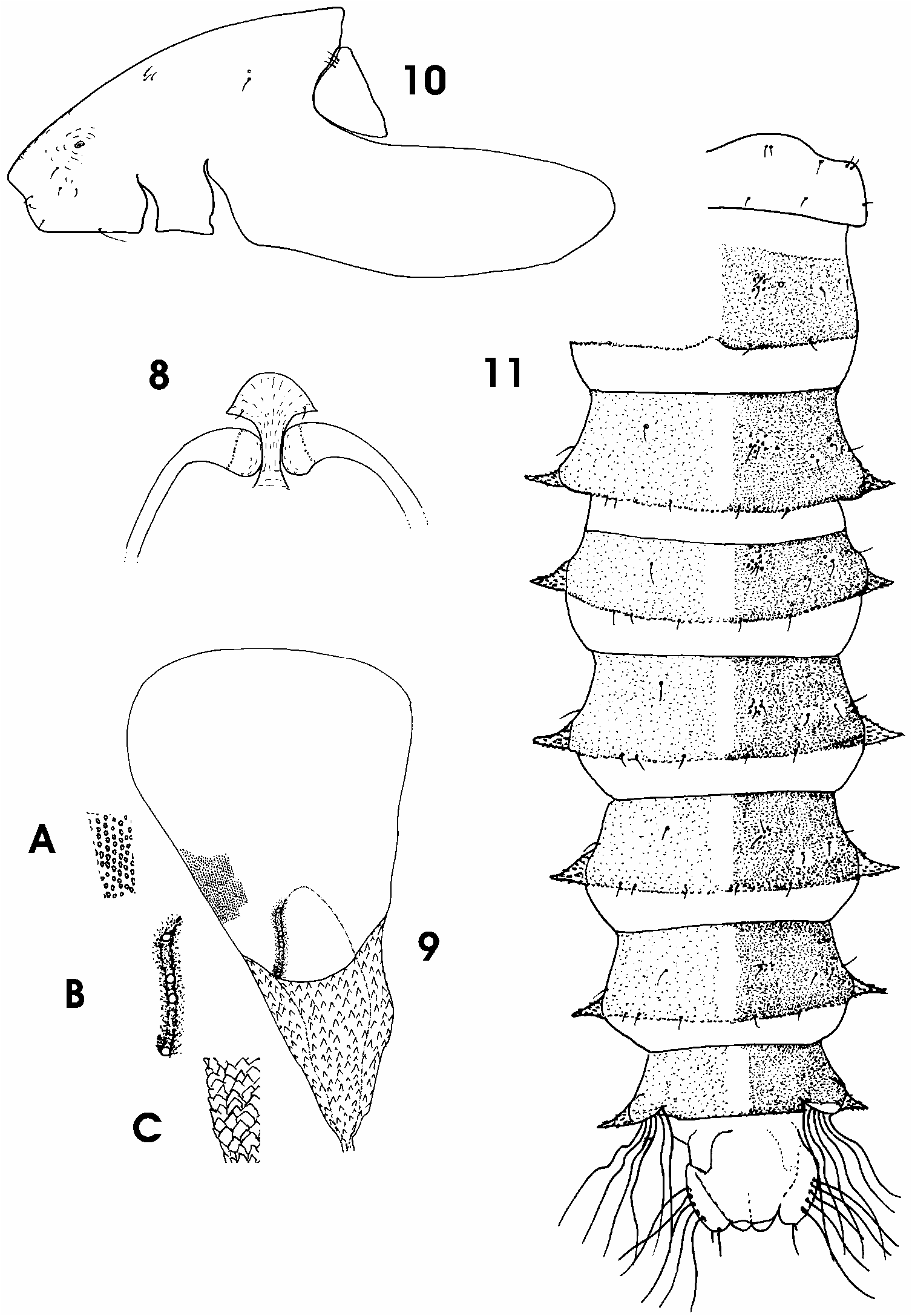 FIGURES 8–11 in Podonomus pepinellii n. sp., first record of the genus ...