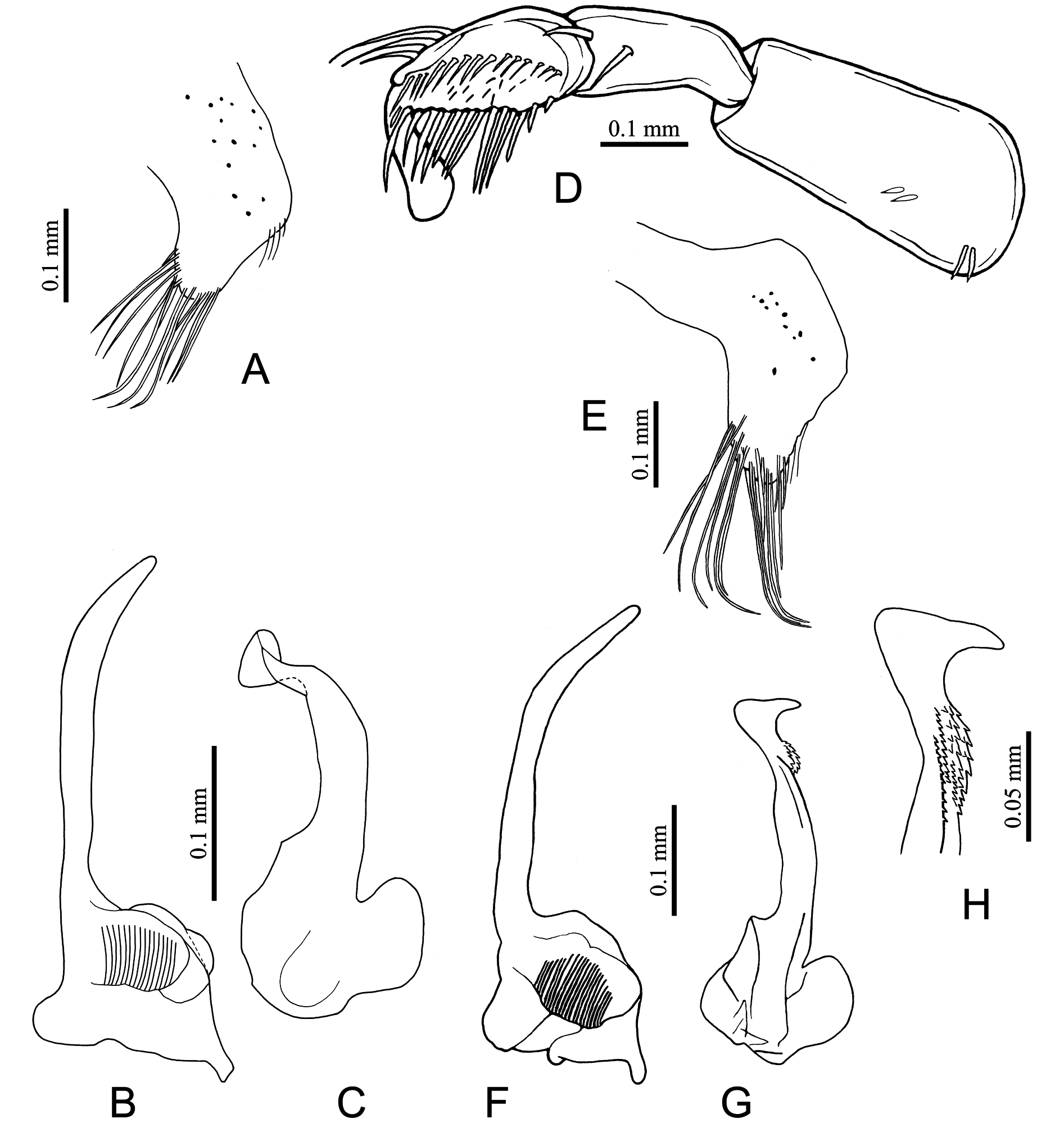 Fig. 22 in Taxonomy of Micronectidae (Heteroptera: Nepomorpha) from ...