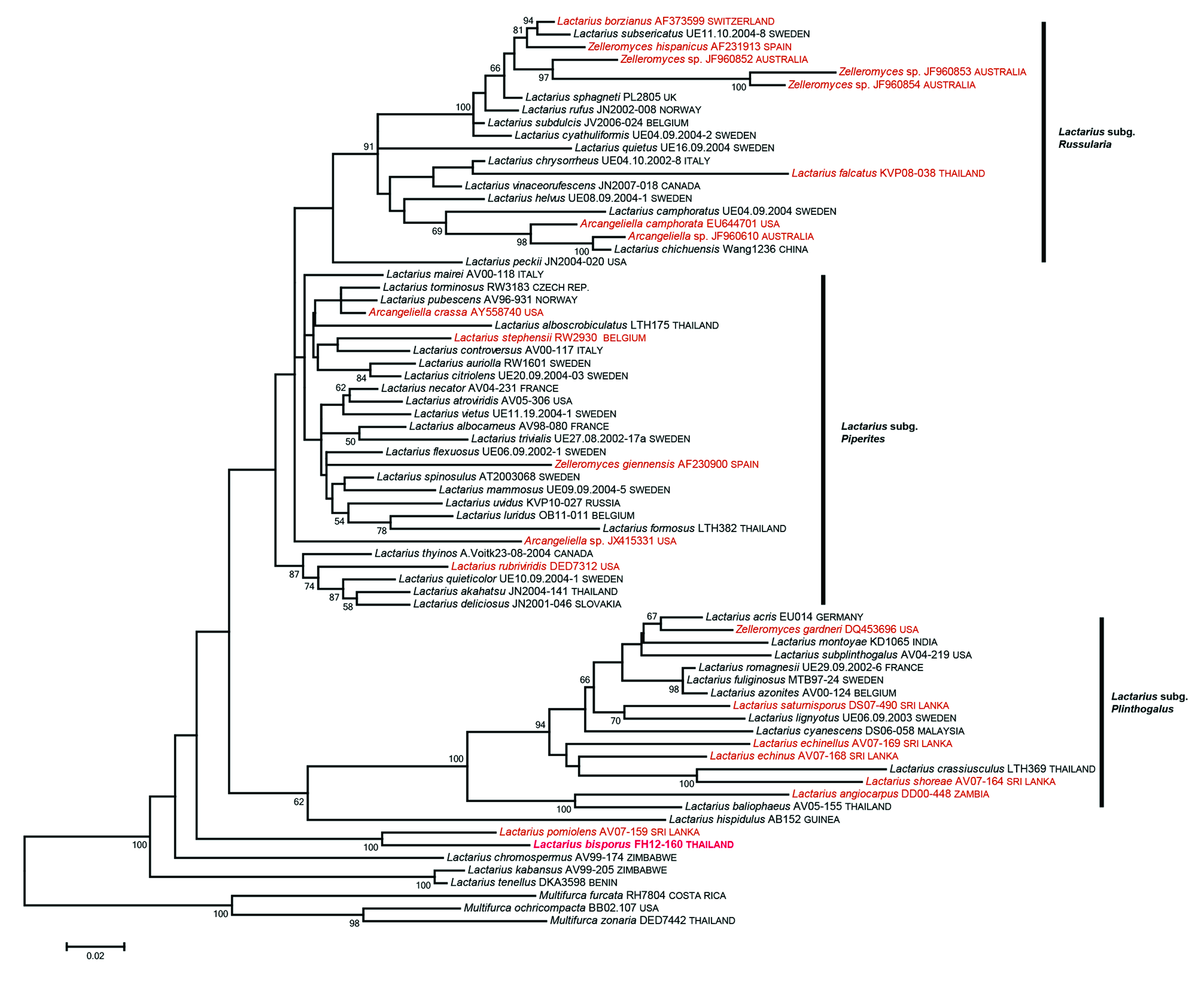 FIGURE 1 in A new angiocarpous Lactarius species from Thailand