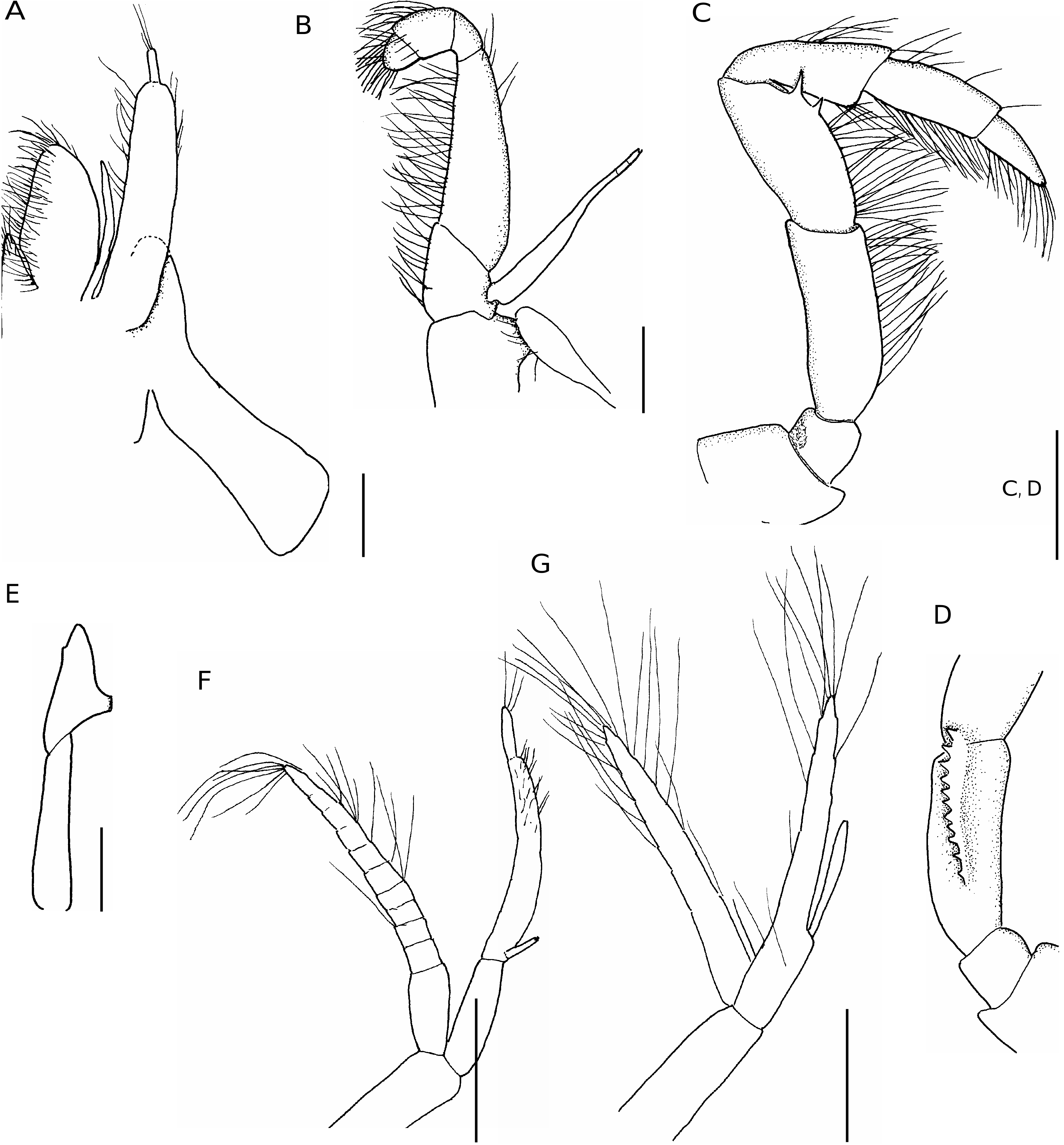 FIG. 2. — Calastacus laurentae n in The genus Calastacus Faxon, 1893 in ...