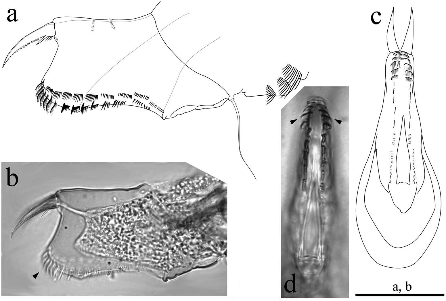 Figure 3 In Zip Code Matters Nicsmirnovius Paggii A New Species From Fitzpatriki Complex 7301