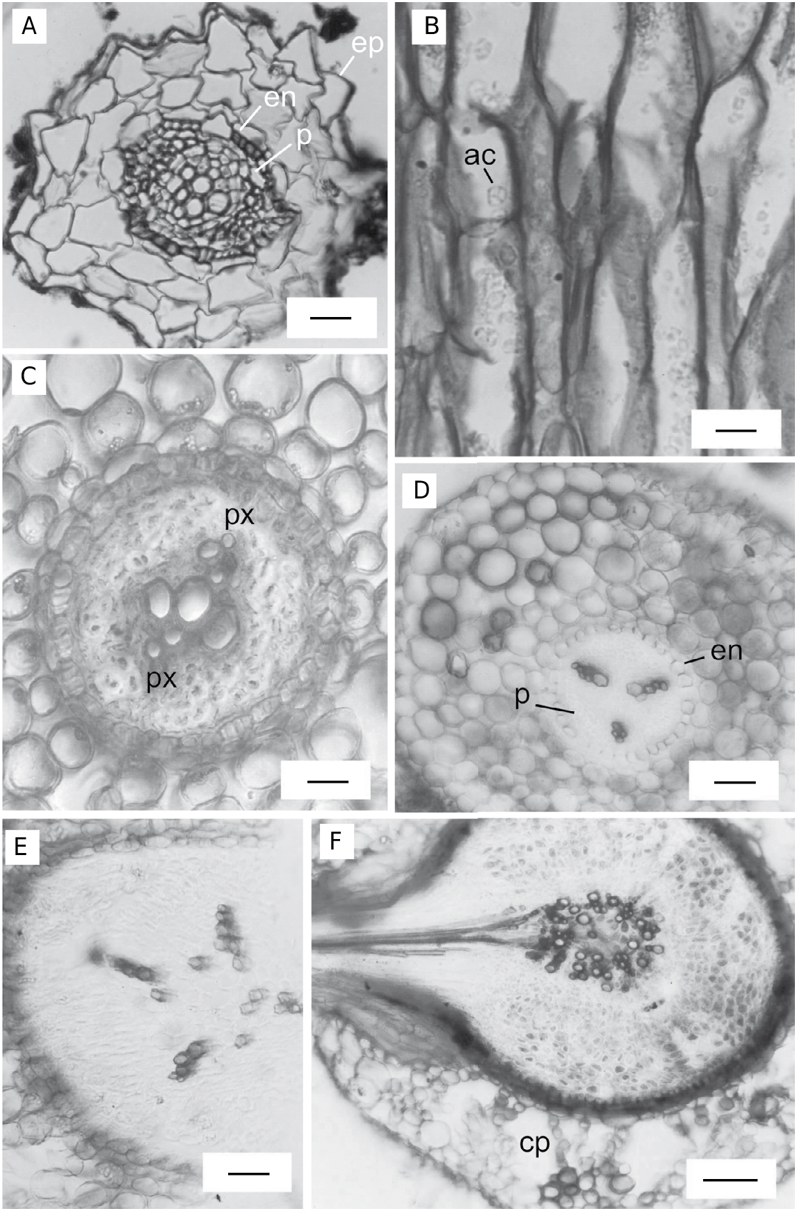 FIG. 3 in Comparative root anatomy of Duchesnea indica, Fragaria vesca ...