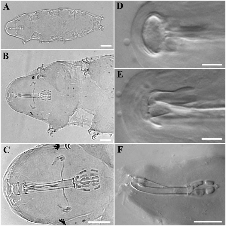 Figure 1 In The Morphological And Molecular Analyses Of A New South ...