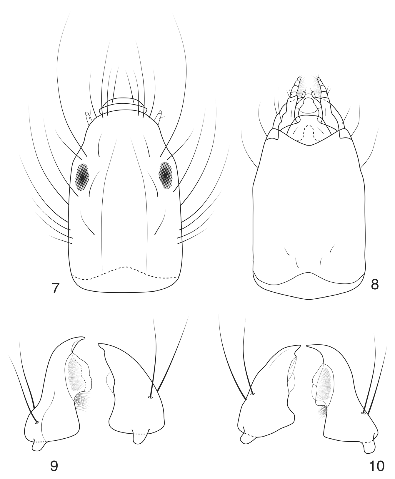 FIGURES 7–10. Nothotrichia shasta larva. 7 in Larva of Nothotrichia ...