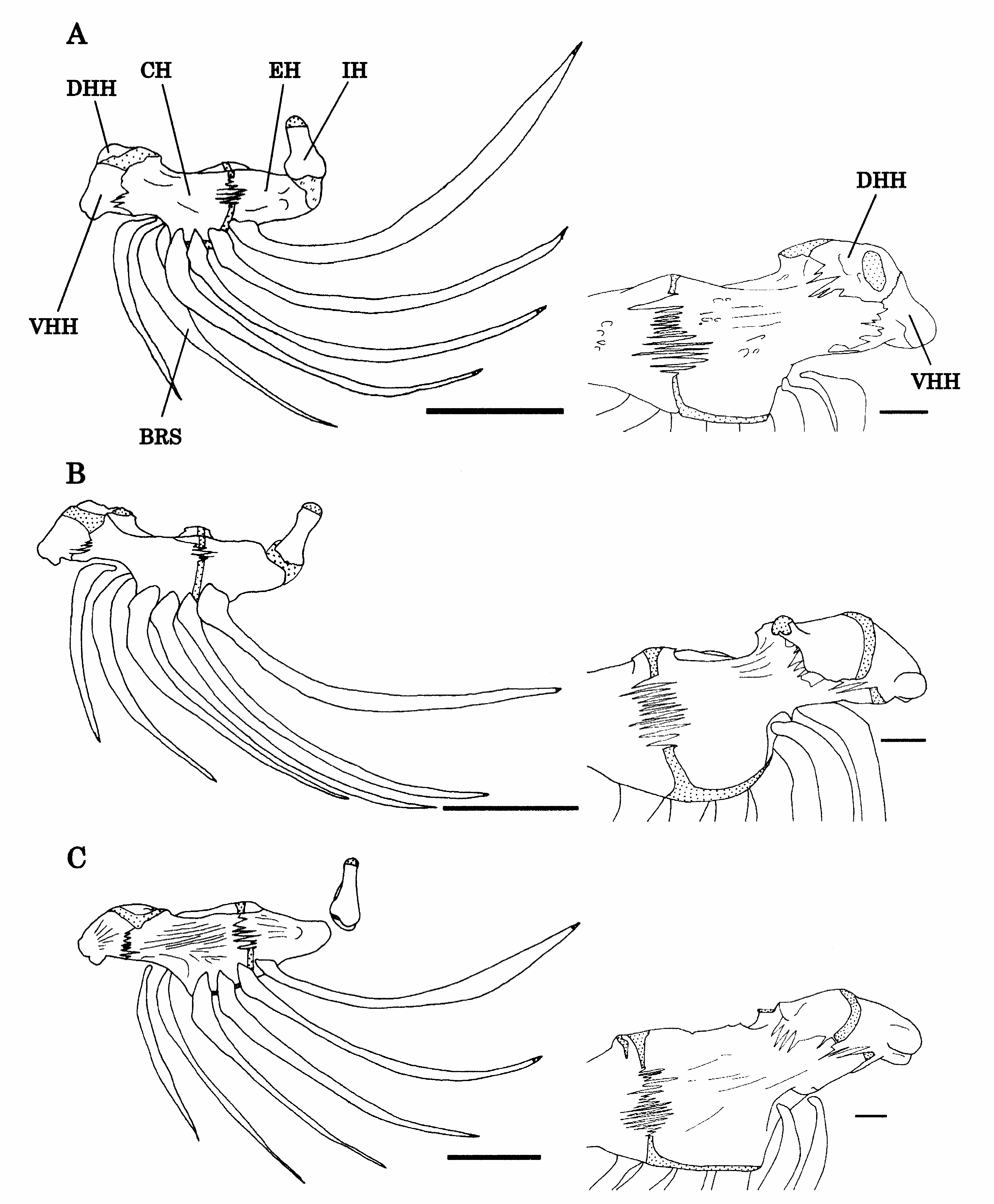 FIGURE 17 in Phylogenetic systematics of the family Sillaginidae ...