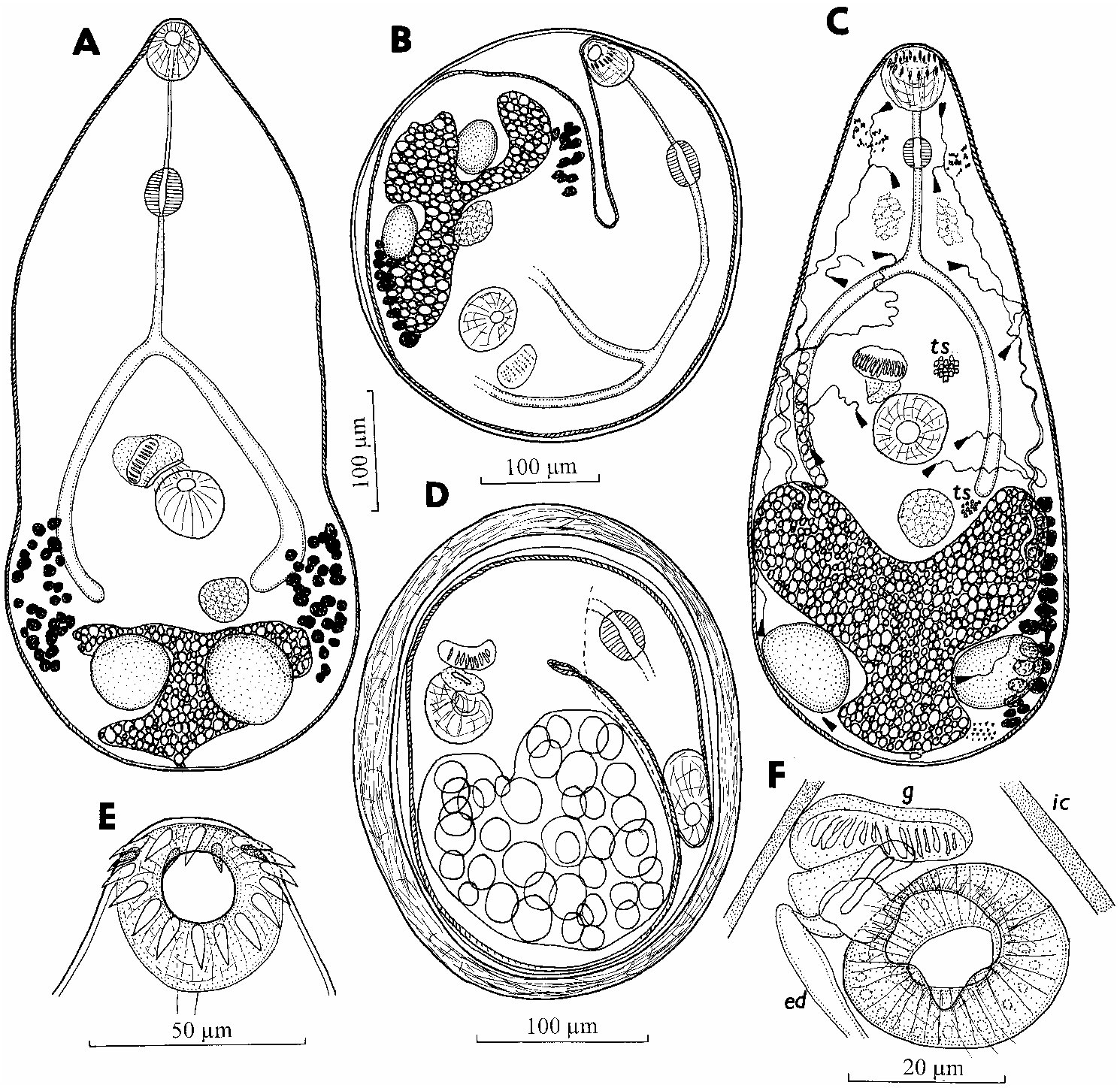 FIG. 12 in Trematodes of the family Heterophyidae (Digenea) in Mexico ...