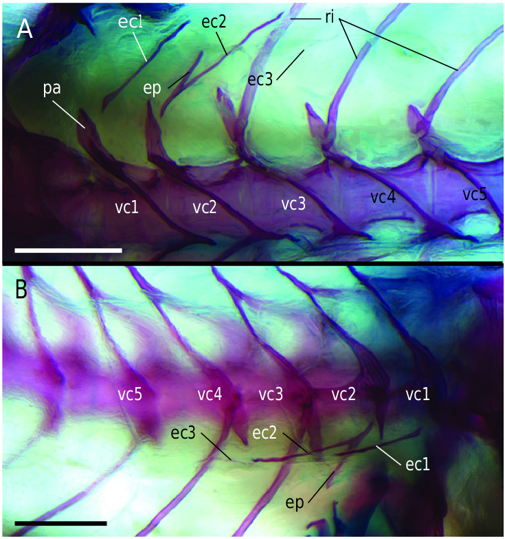 Figure 4 in Postcranial skeletal development of Mugil cephalus ...