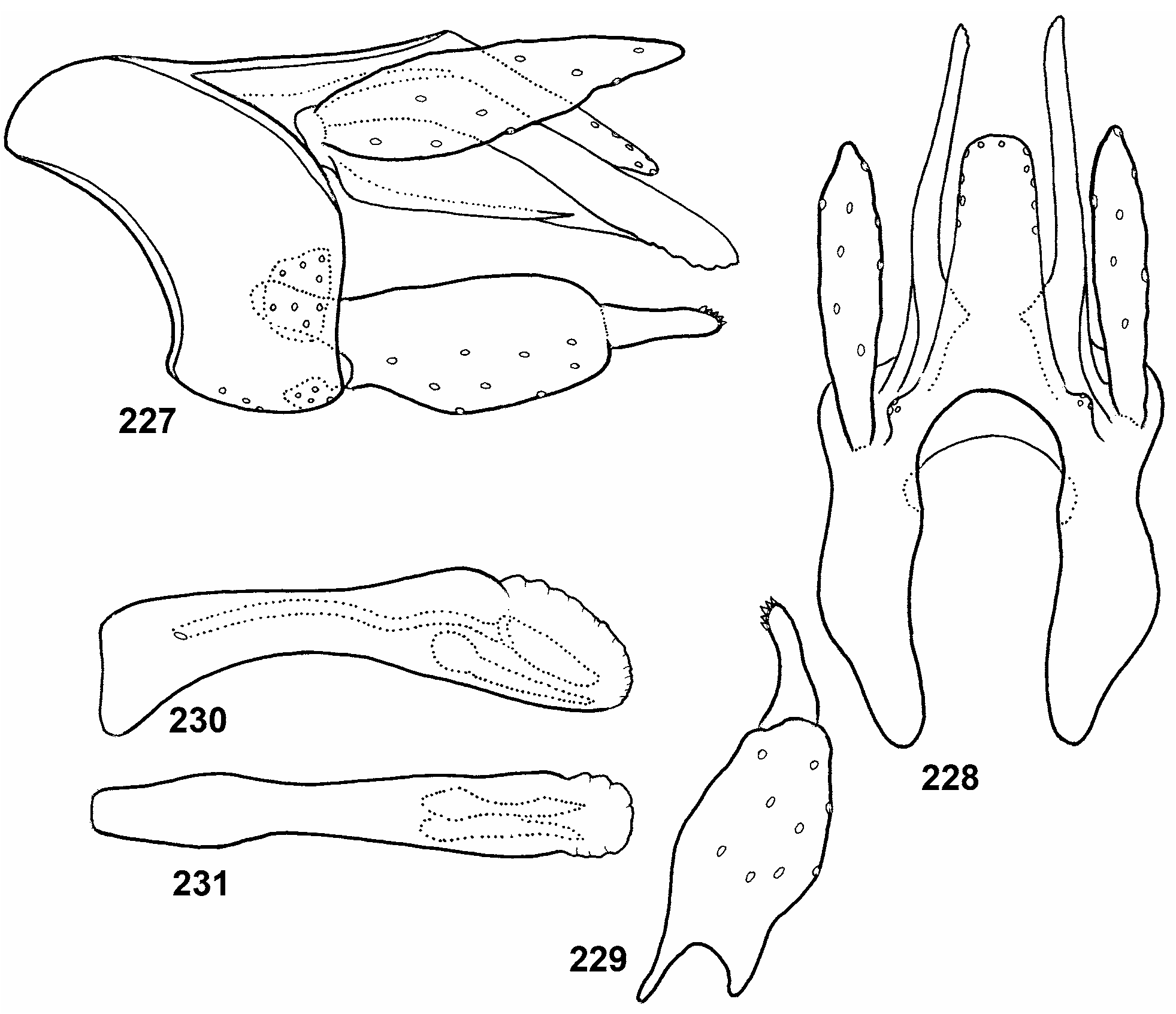 FIGURES 227–231 in Description of 33 new species of Calamoceratidae ...