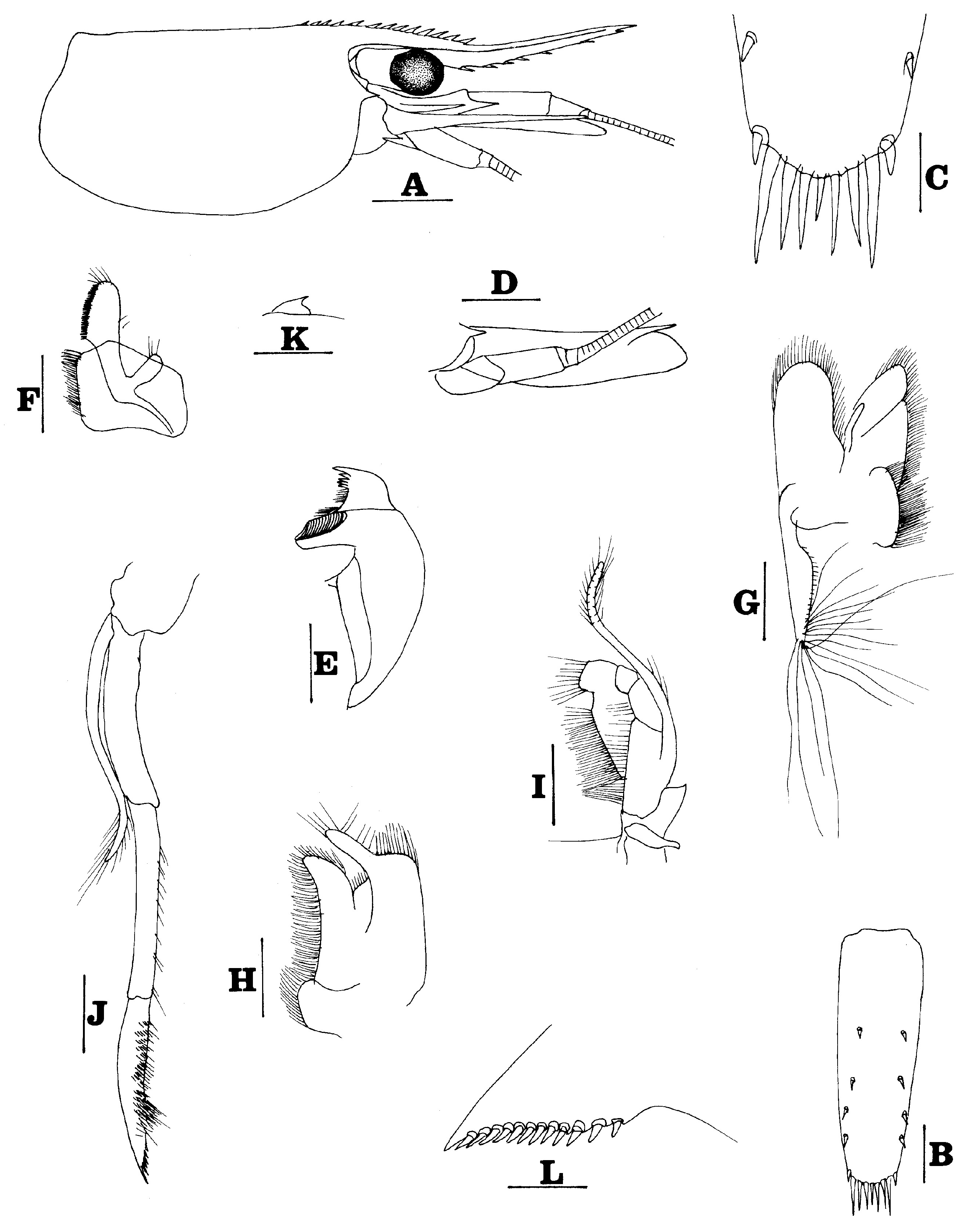 Fig. 4 in Atyid Shrimps From Lake Poso, Central Sulawesi, Indonesia