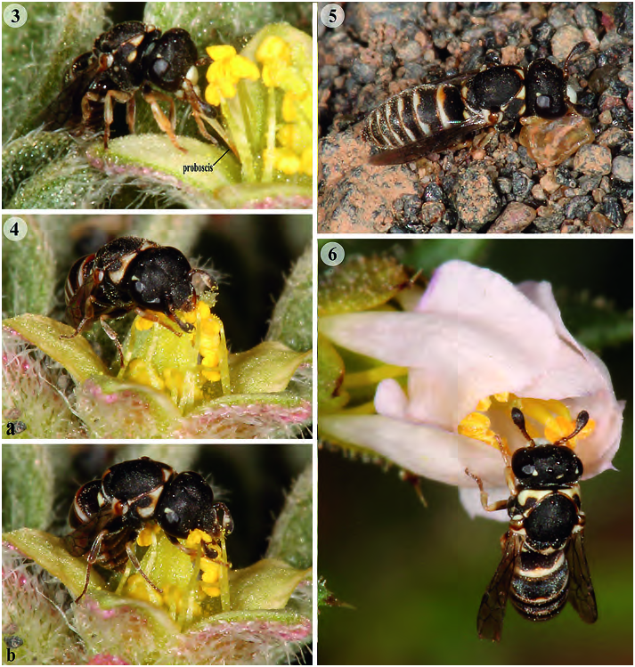 Figs. 36 in Field observations of the behaviour of the pollen wasp