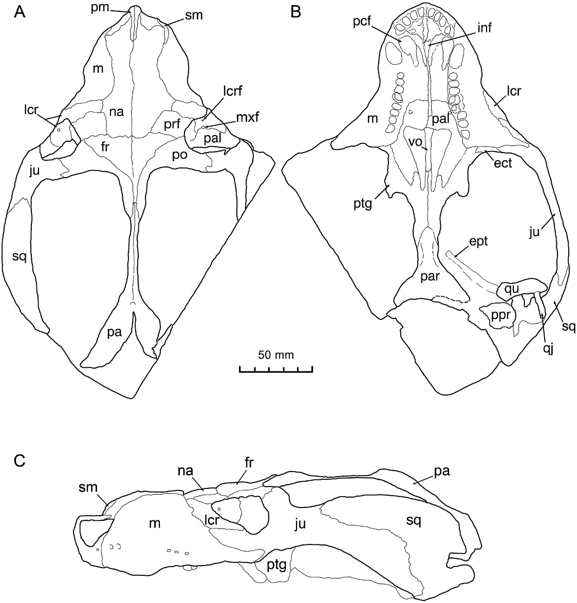 Fig. 4 in A New Nonmammalian Eucynodont (Synapsida: Therapsida) from ...