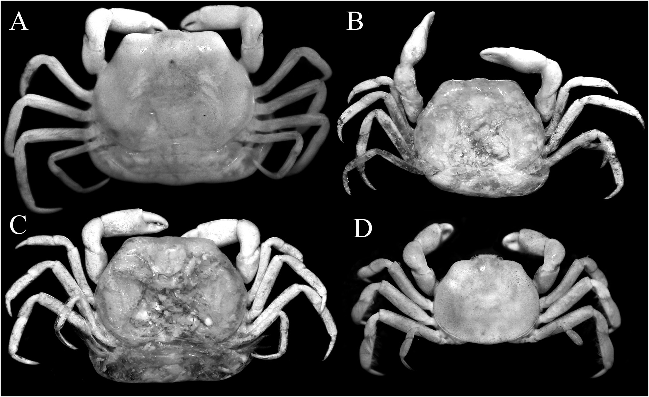 Fig. 7 in Arcotheres placunicola, a new species of pea crab (Crustacea ...