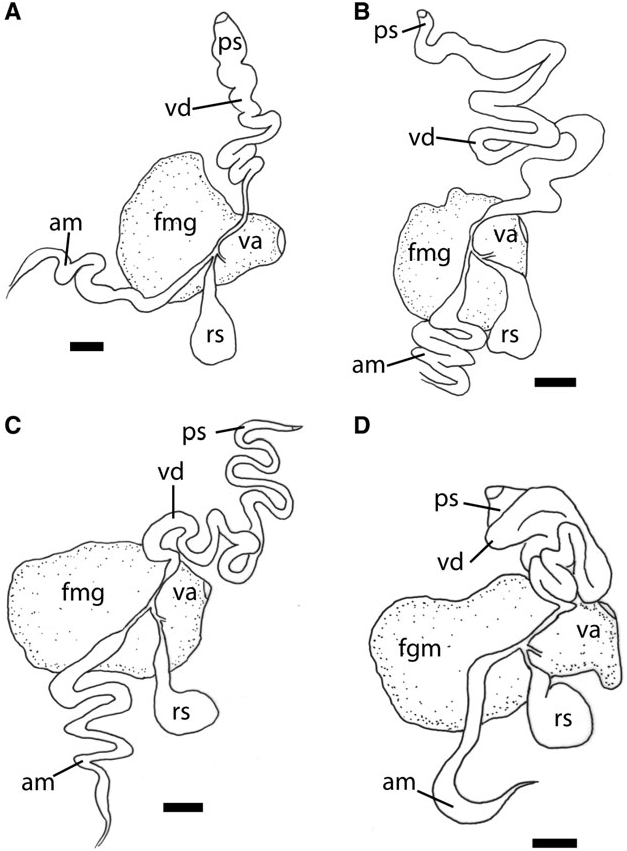 Figure 7 In Aeolidia Papillosa (linnaeus, 1761) (mollusca 