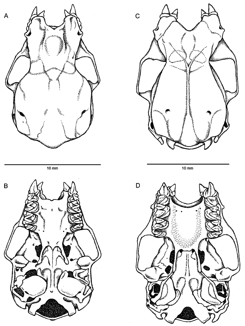 FIGURE 3. A in A second endemic land mammal for the Hawaiian Islands: a ...