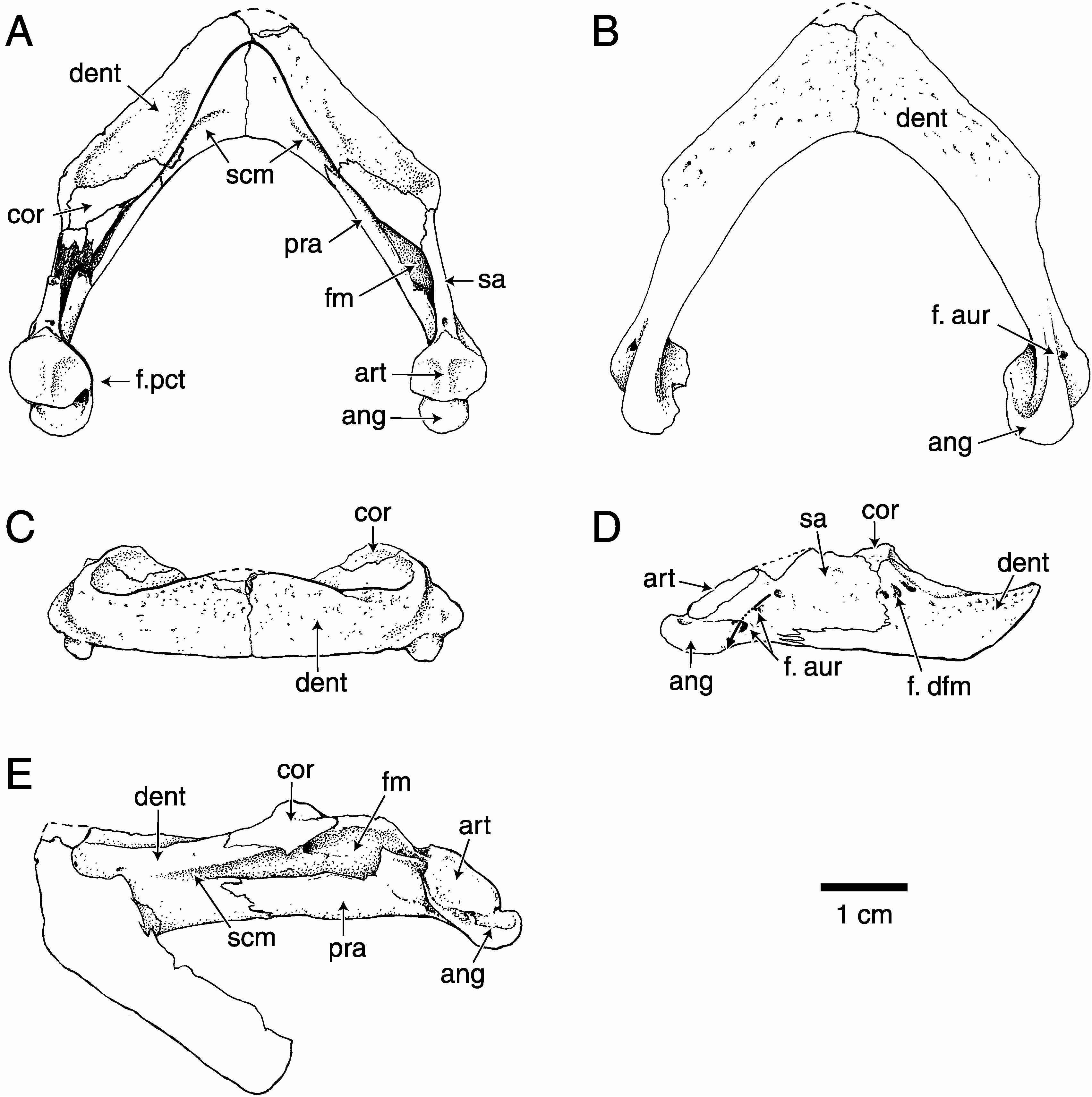 Fig. 2 in Side-Necked Turtle Lower Jaws (Podocnemididae, Bothremydidae ...