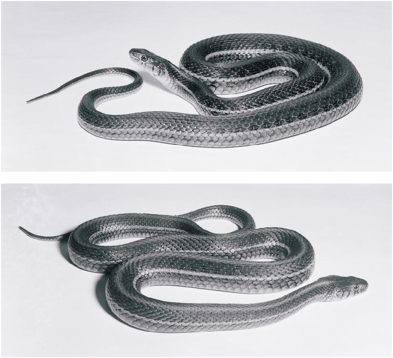 Fig. 13 In Observations On Garter Snakes Of The Thamnophis Eques ...