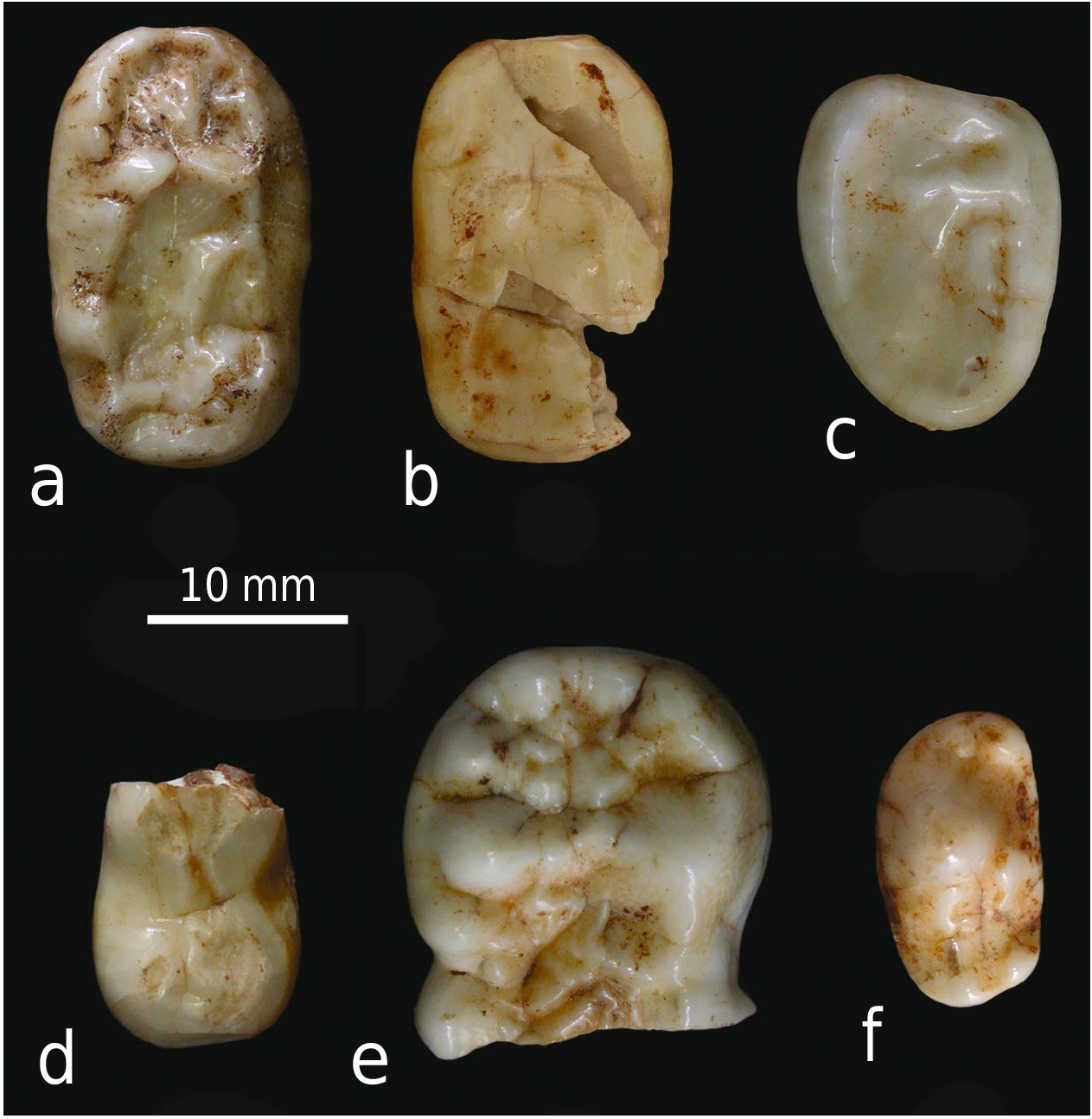 Text-fig. 1. Dental material of ursids from the locality Šandalja I ...