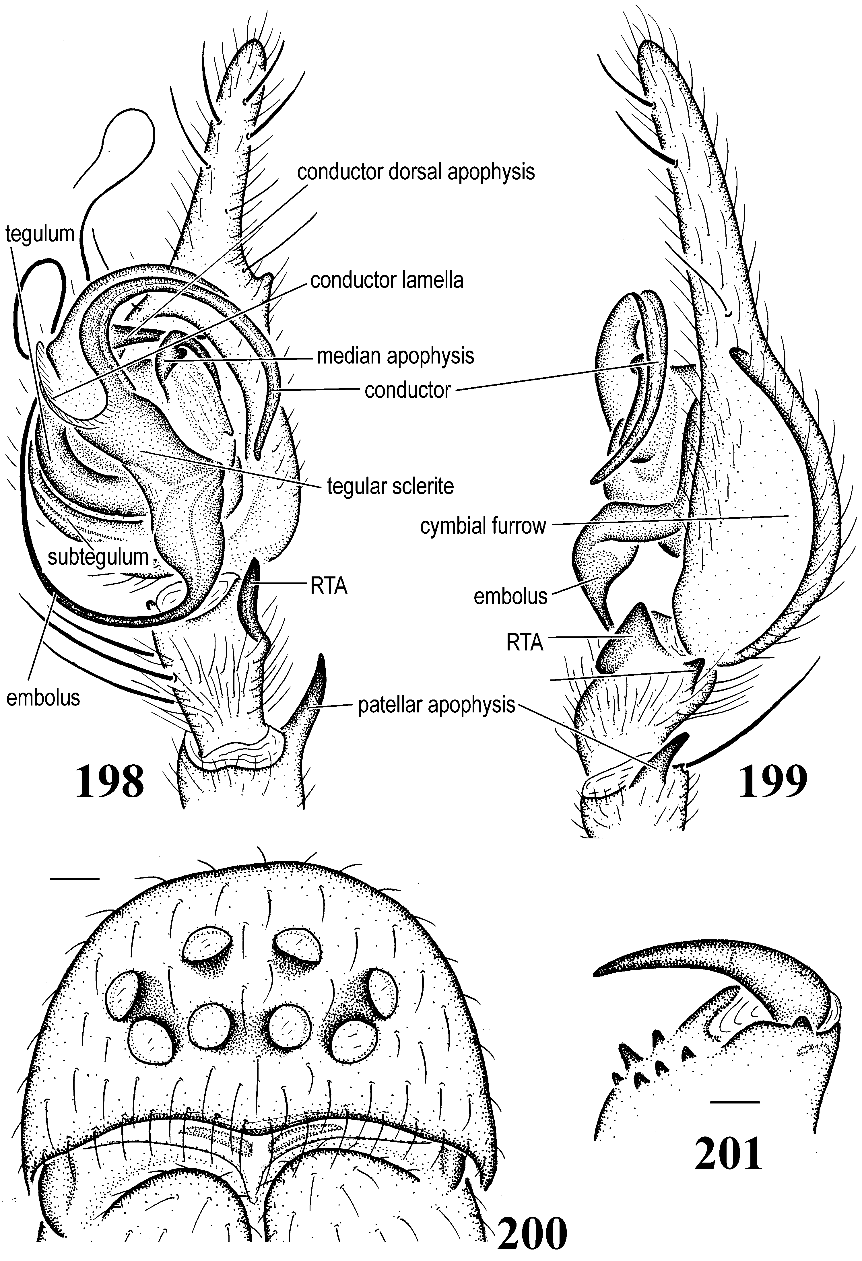 Figs. 198–201 in A Generic-Level Revision Of The Spider Subfamily ...