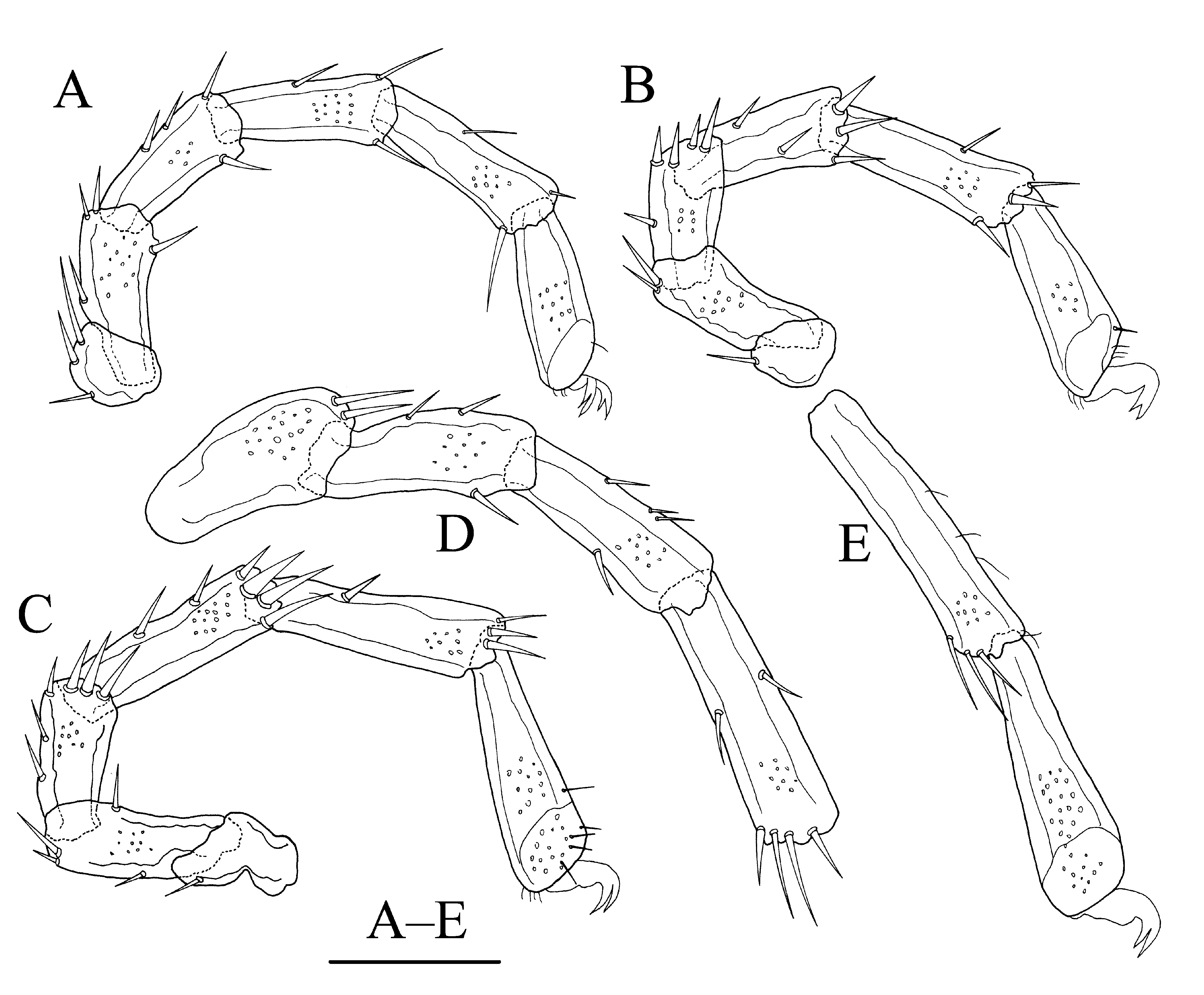 Figure 8 in New water mites of Torrenticolidae (Acari, Hydrachnidia