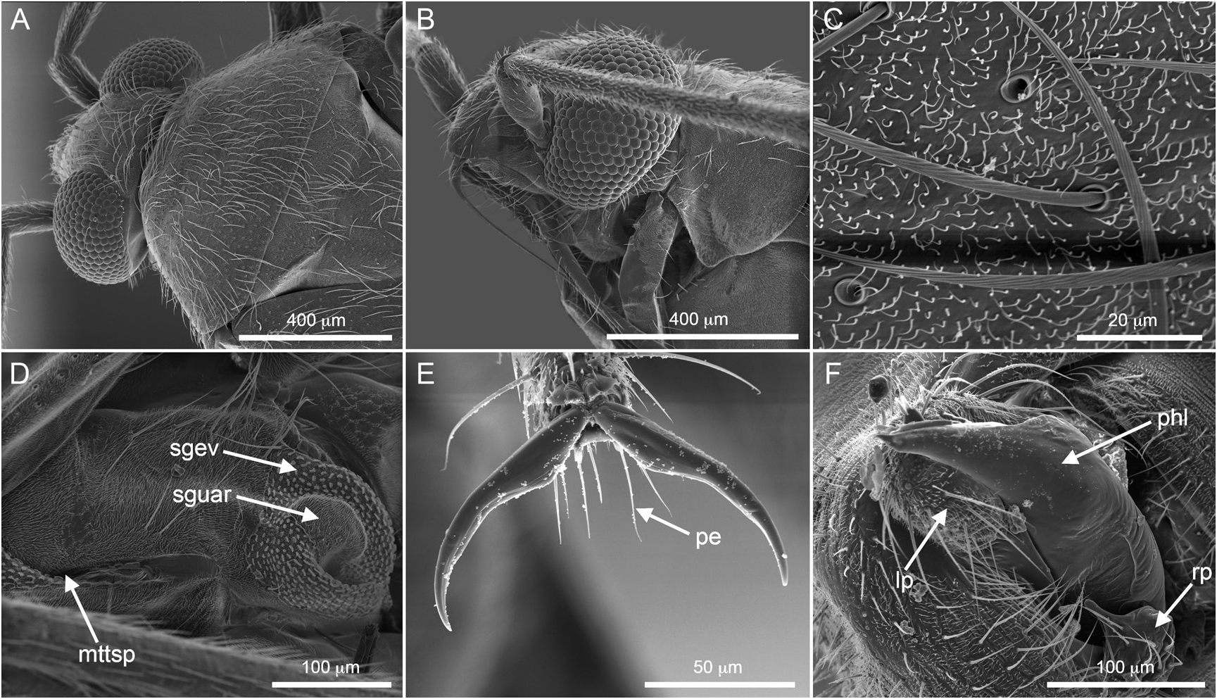 Fig. 3 In New Genera And Species Of Myrtaceae-feeding Phylinae From 