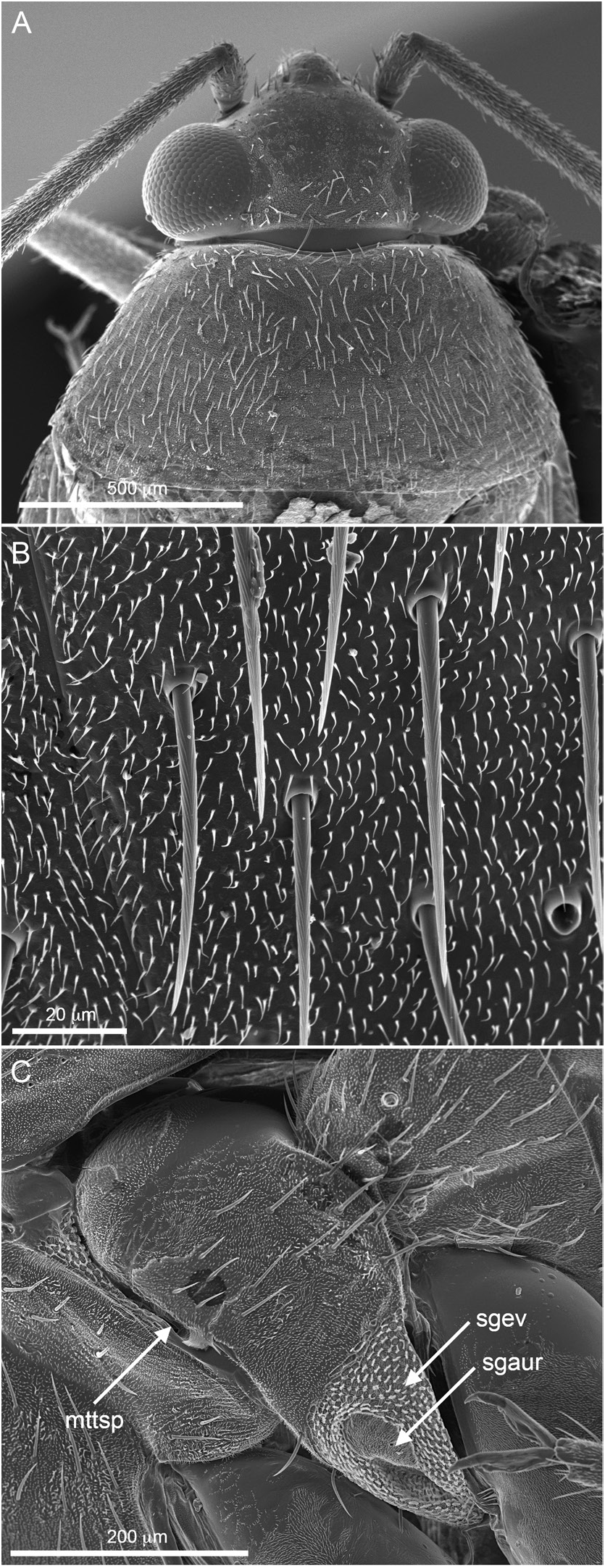 Fig. 10 In New Genera And Species Of Myrtaceae-feeding Phylinae From 