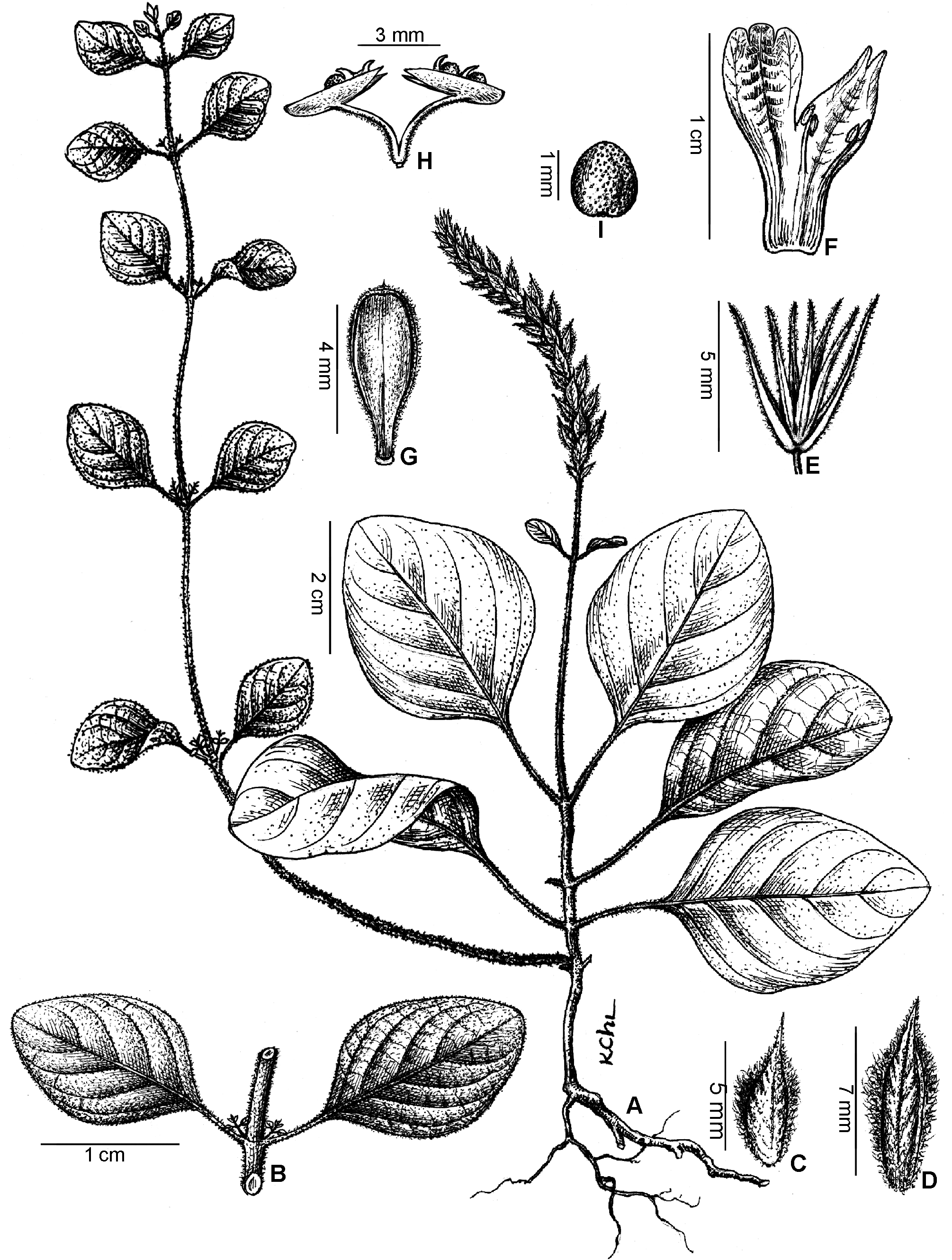 FIGURE 3 in Rungia gialaiensis (Acanthaceae), a new species from the ...