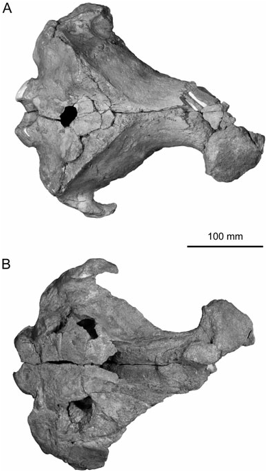 Figure 44. Willungacetus aldingensis, SAMP40034 in The morphology and ...