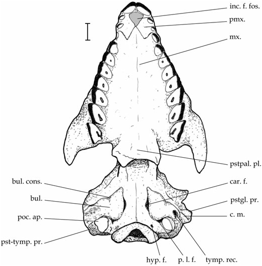 Figure 19 in Craniodental anatomy of late Oligocene archaeohyracids ...