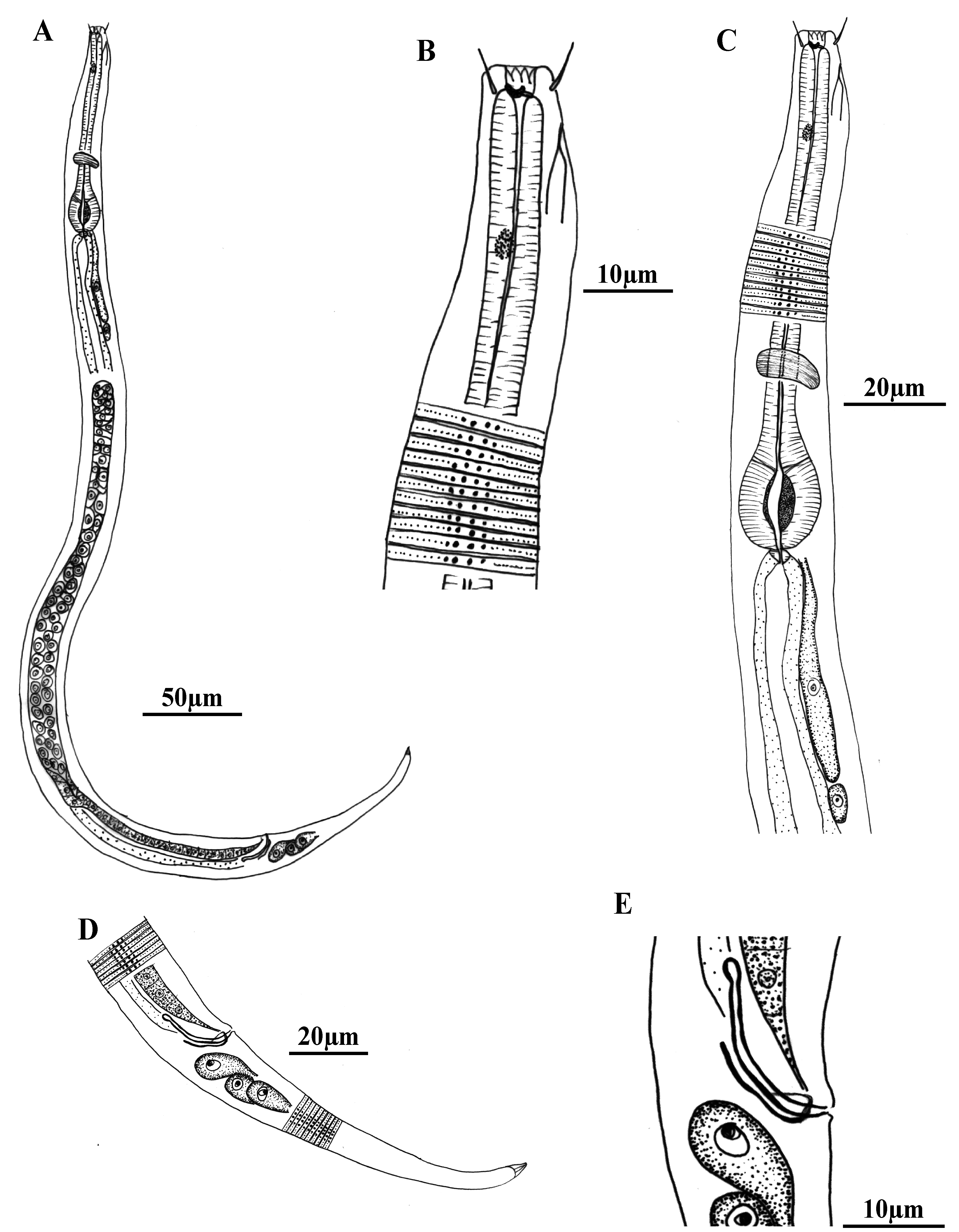 FIGURE 1 in New chromadorid nematodes from Brazilian coral reefs: a ...