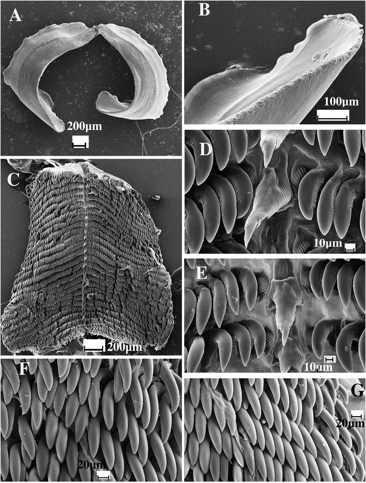 Figure 63 In Previously Undocumented Diversity And Abundance Of Cryptic 