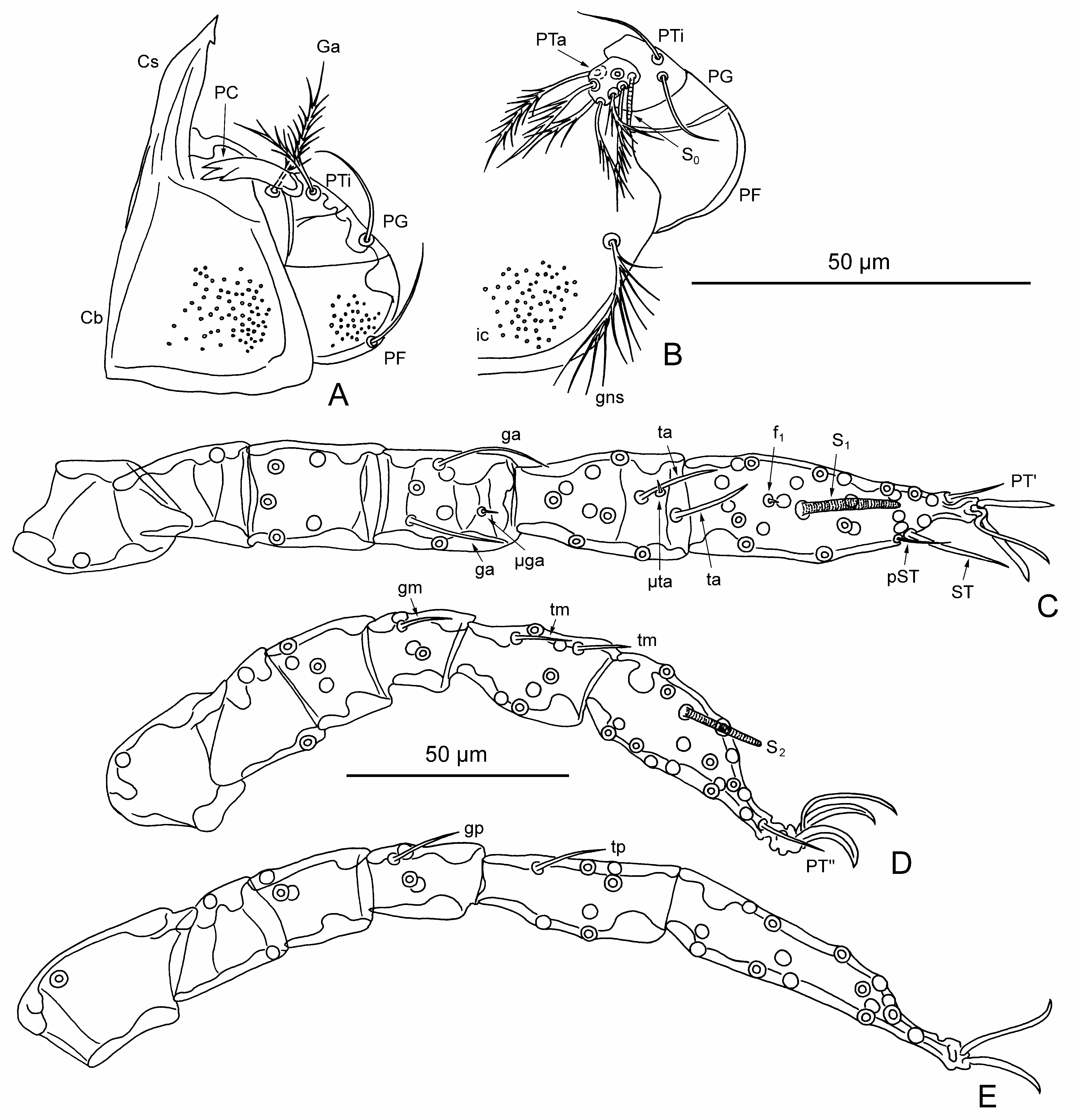 FIGURE 22 in Redescriptions of eight chigger mite species (Acariformes
