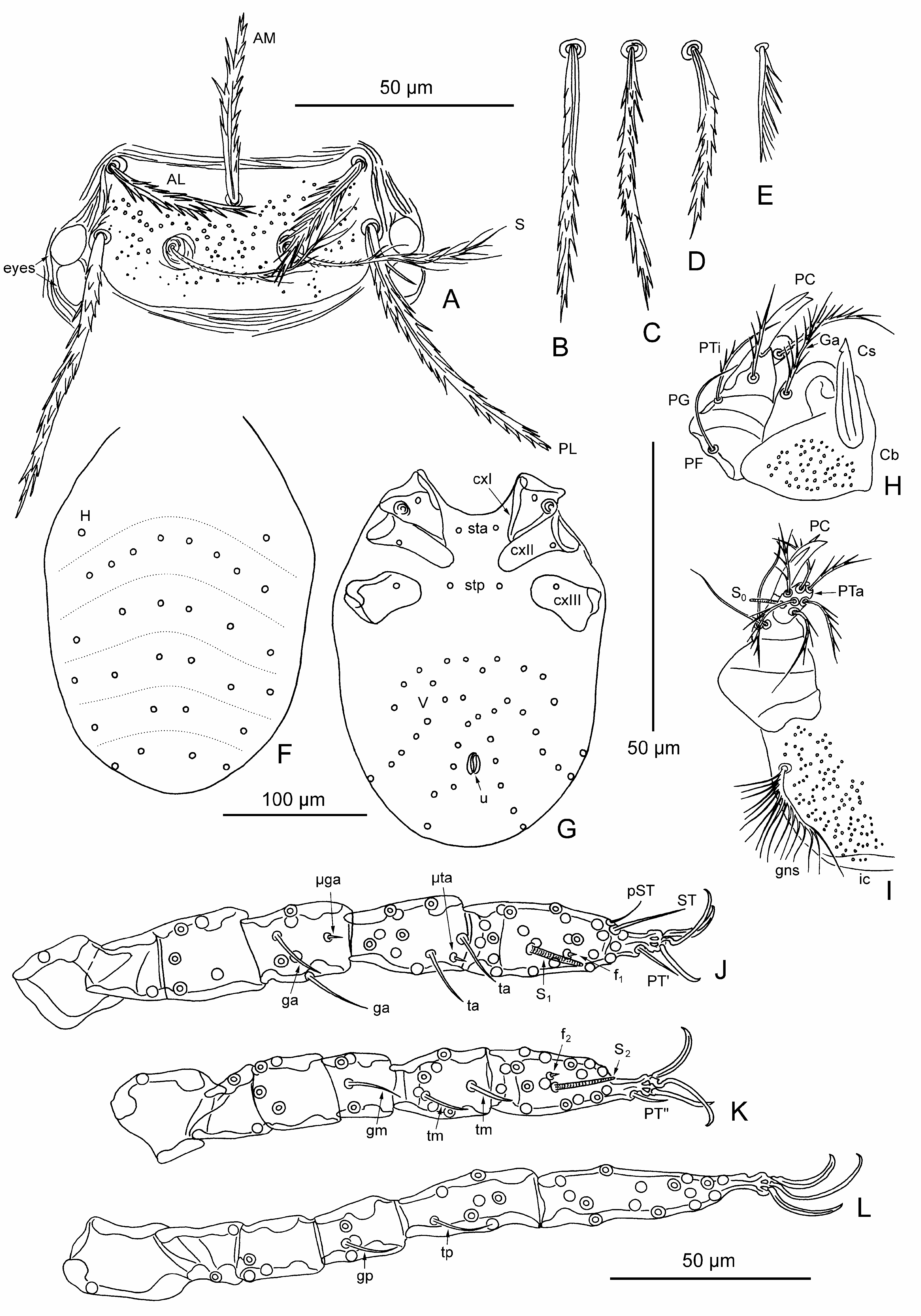 FIGURE 7 in Re-descriptions of eight chigger mite species (Acariformes ...