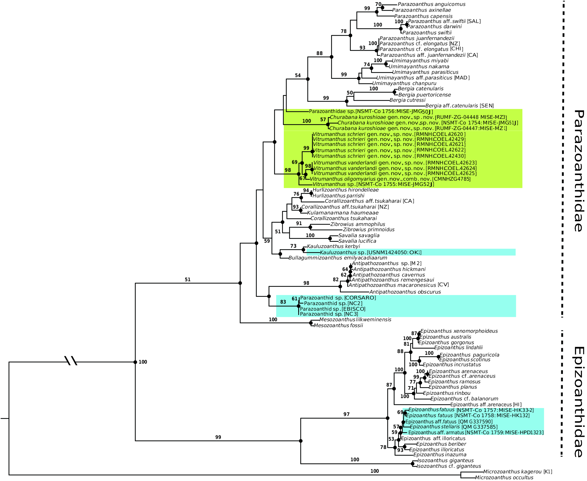 Figure 2 In Evolution And Phylogeny Of Glass-sponge-associated ...