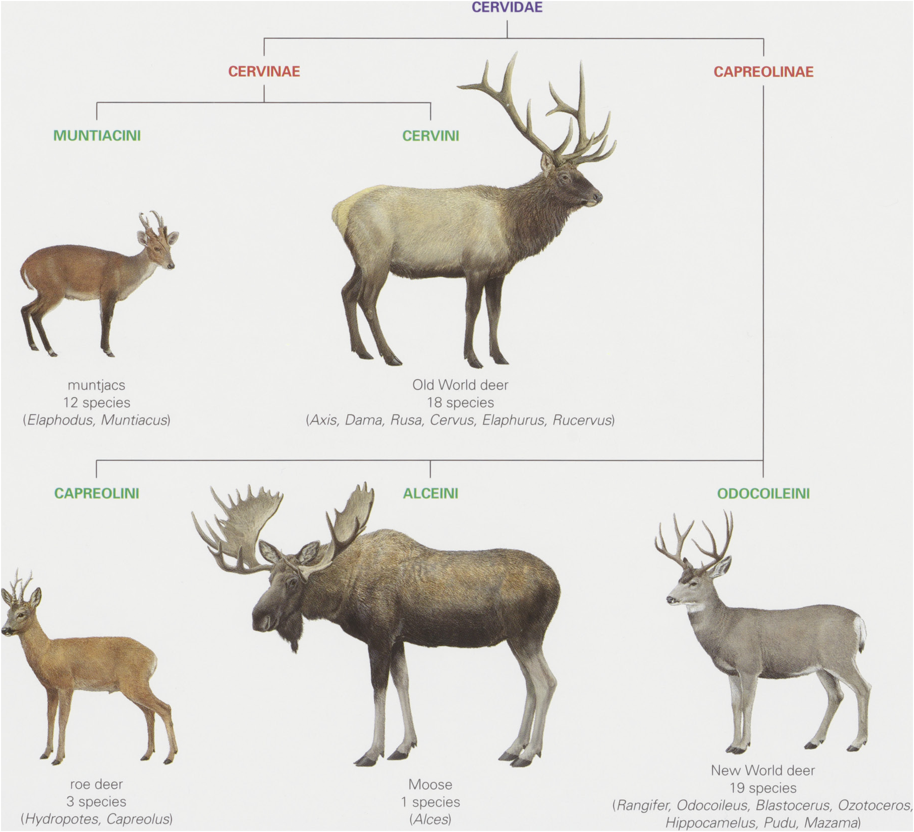 The southern red muntjac is also known as the 'barking deer' because ...