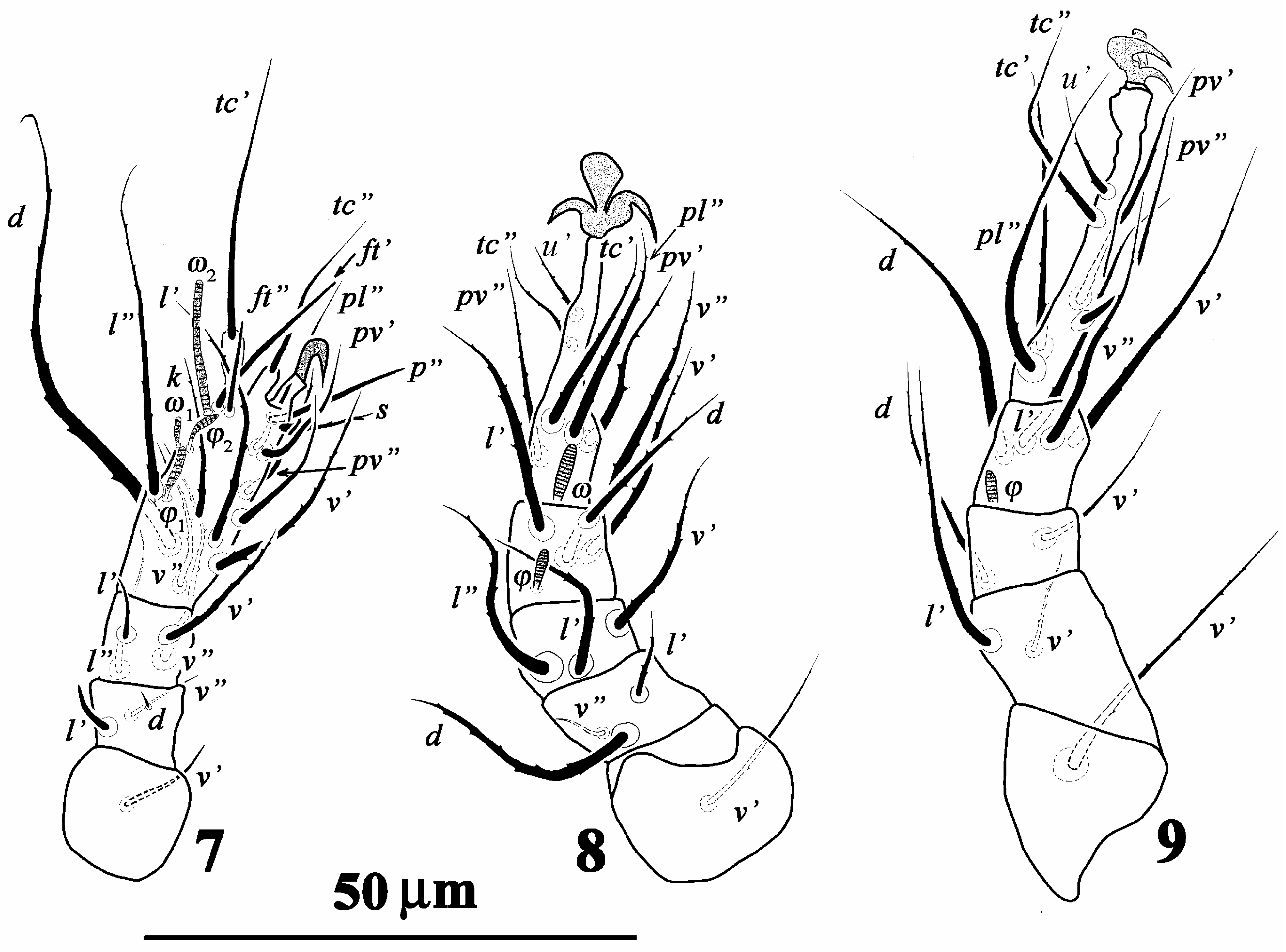 FIGURES. 7–9 in Contribution to the knowledge of the genus Imparipes ...