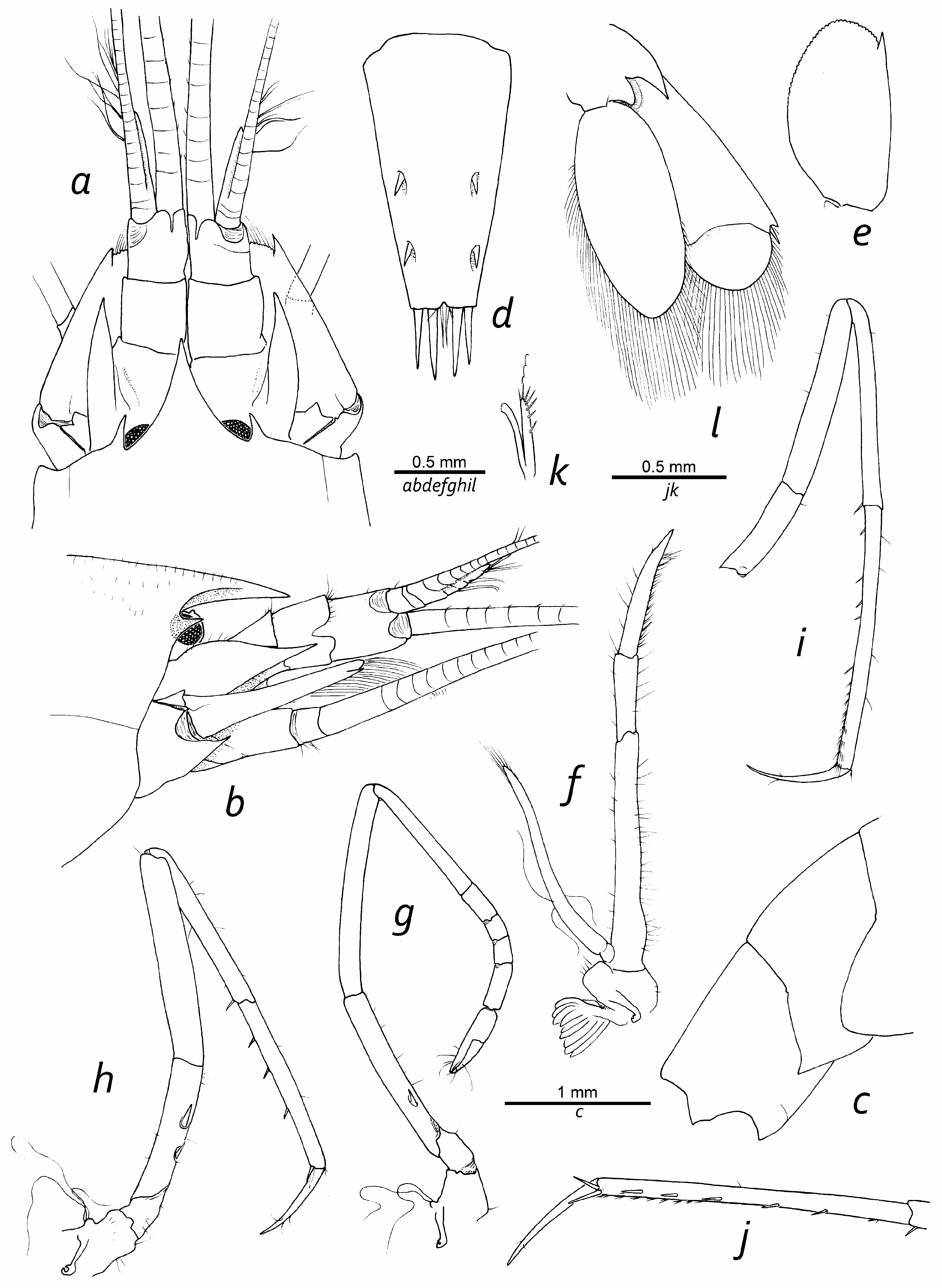 Figure 1 In Three New Species Of The Shrimp Genus Salmoneus Holthuis 