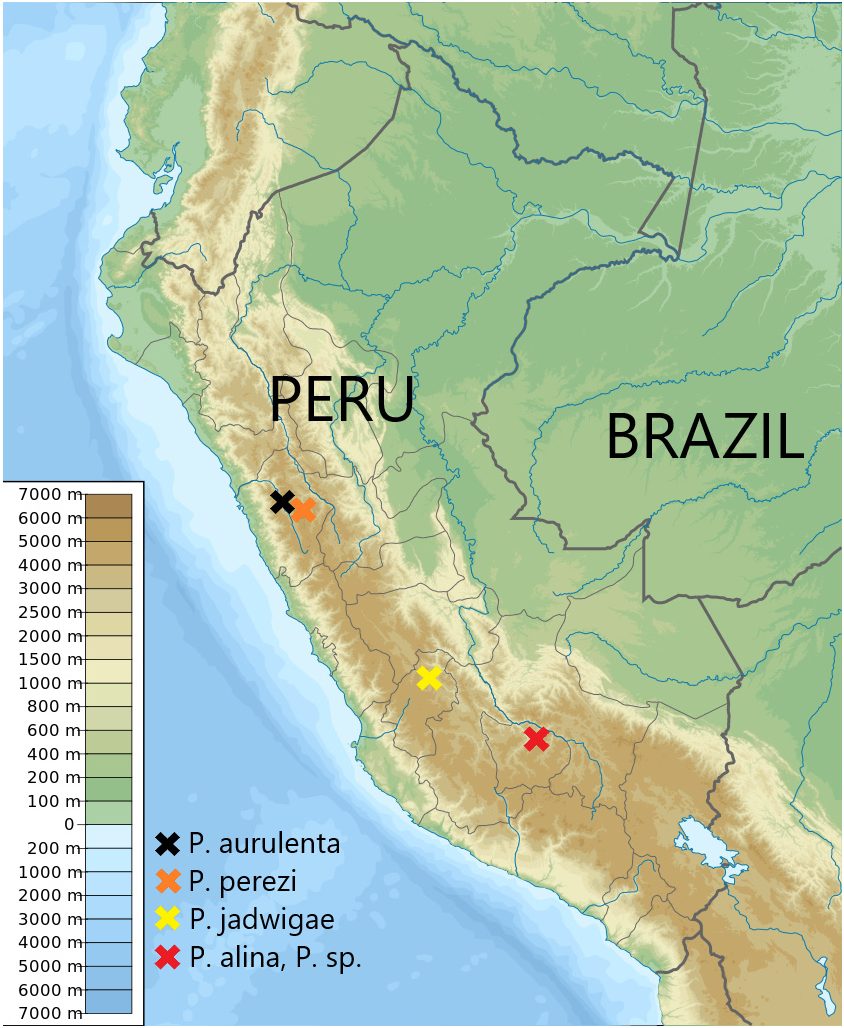 FIGURE 9 in A new high-altitude species of Penaincisalia Johnson, 1990 ...