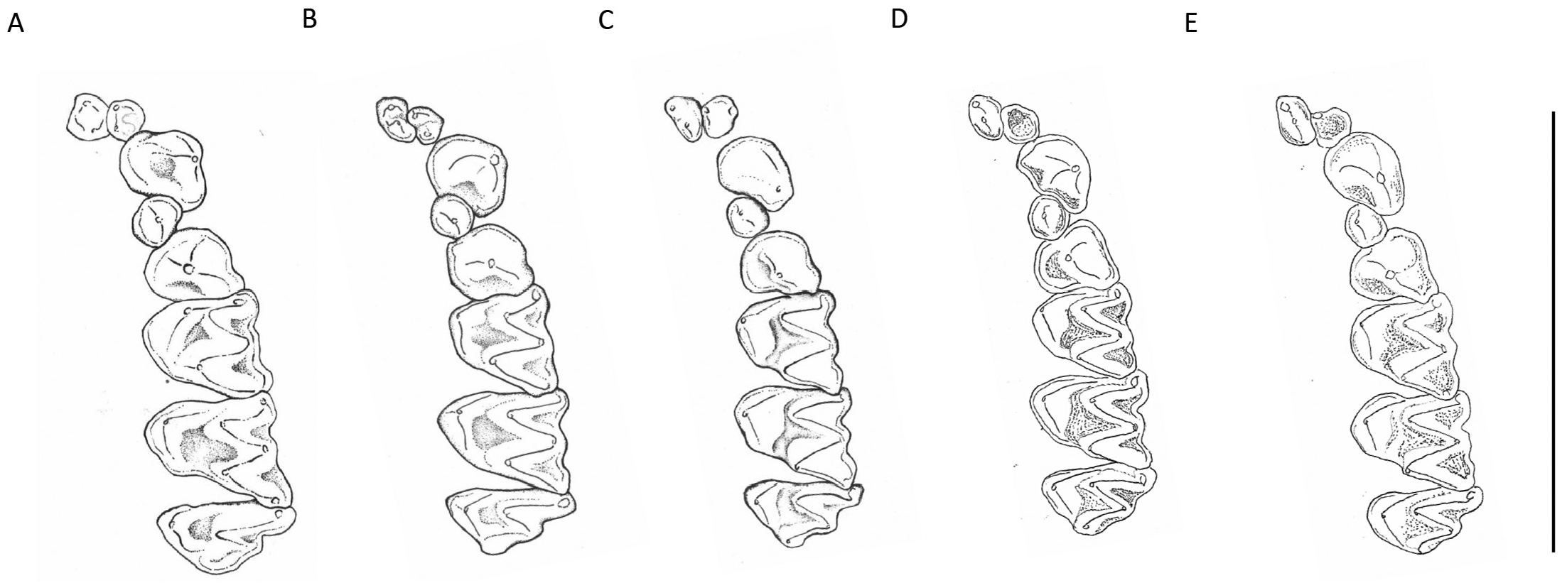 FIGURE 5 in Out of Southeast Asia: A new species of thick-thumbed bat ( Chiroptera: Vespertilionidae: Glischropus) from Meghalaya, north-eastern  India