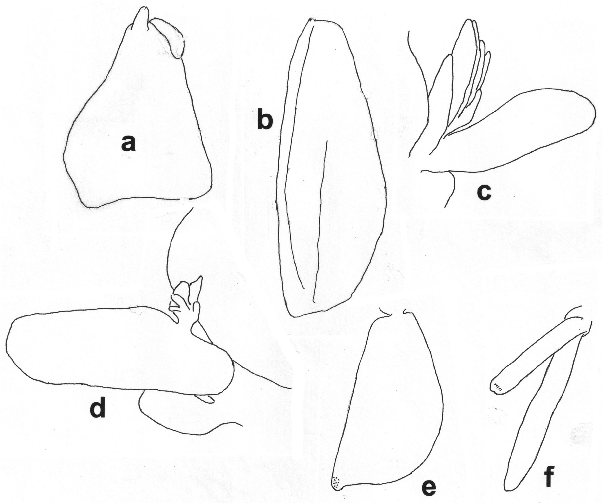 figure-5-hymenodora-unidentified-species-1-in-a-new-species-of