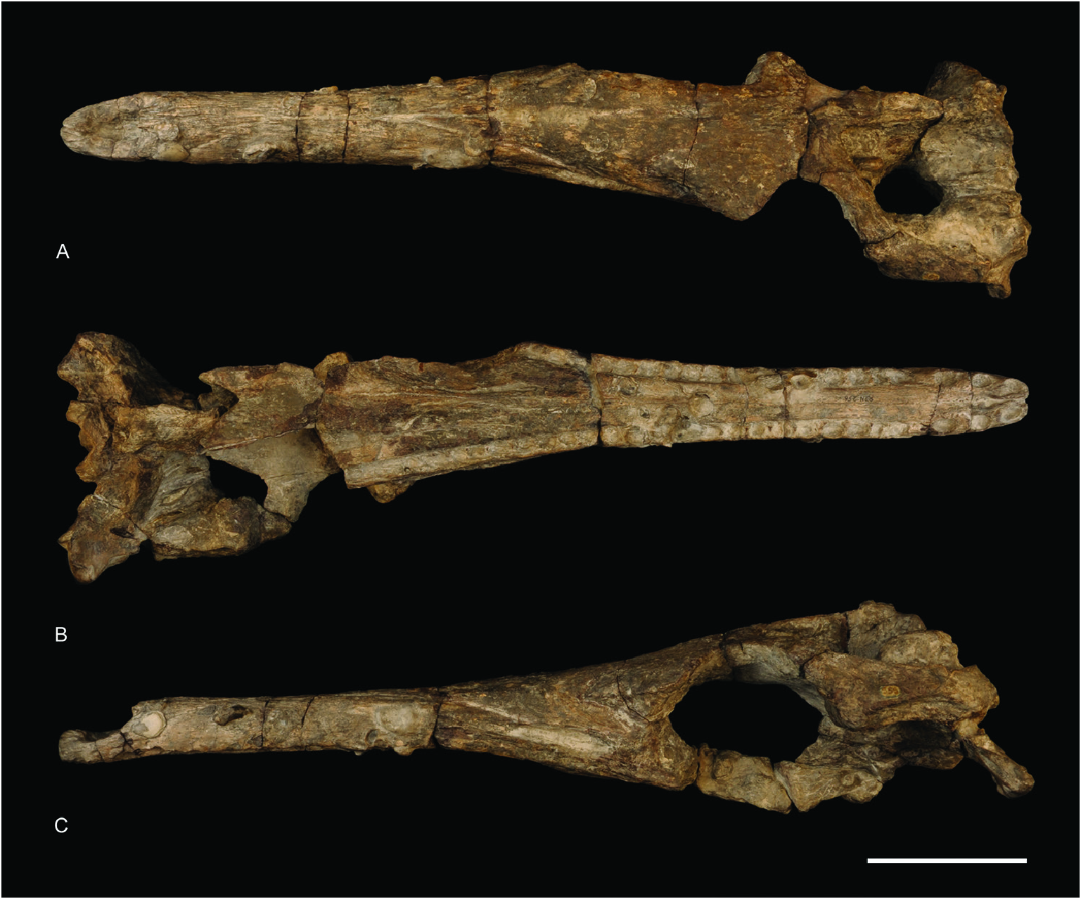 Figure 6. Thalattosuchus superciliosus lectotype MNHN.F RJN 256. A in ...