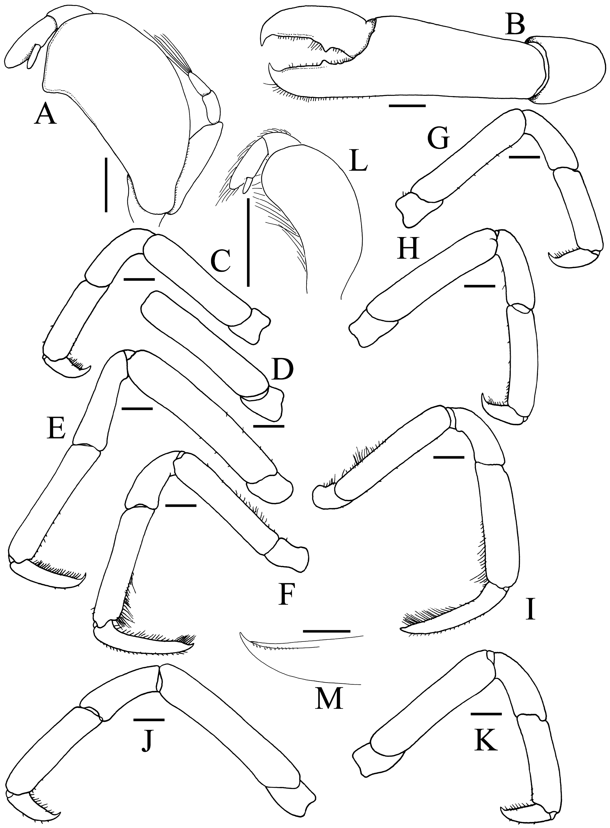 Fig. 42 in The pea crab genus Arcotheres Manning, 1993 (Crustacea ...