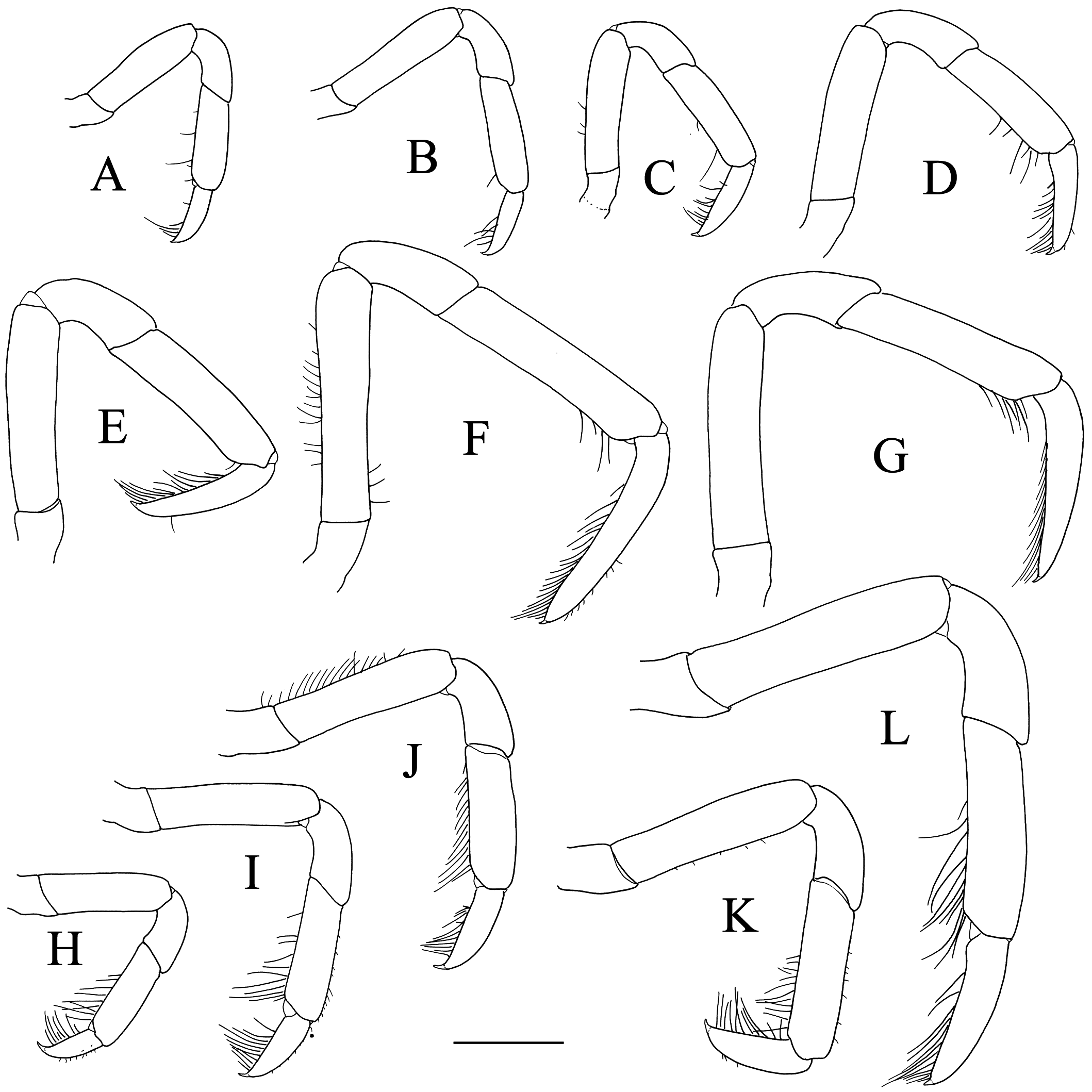 Fig. 50. Right Female P5. A–g In The Pea Crab Genus Arcotheres Manning 