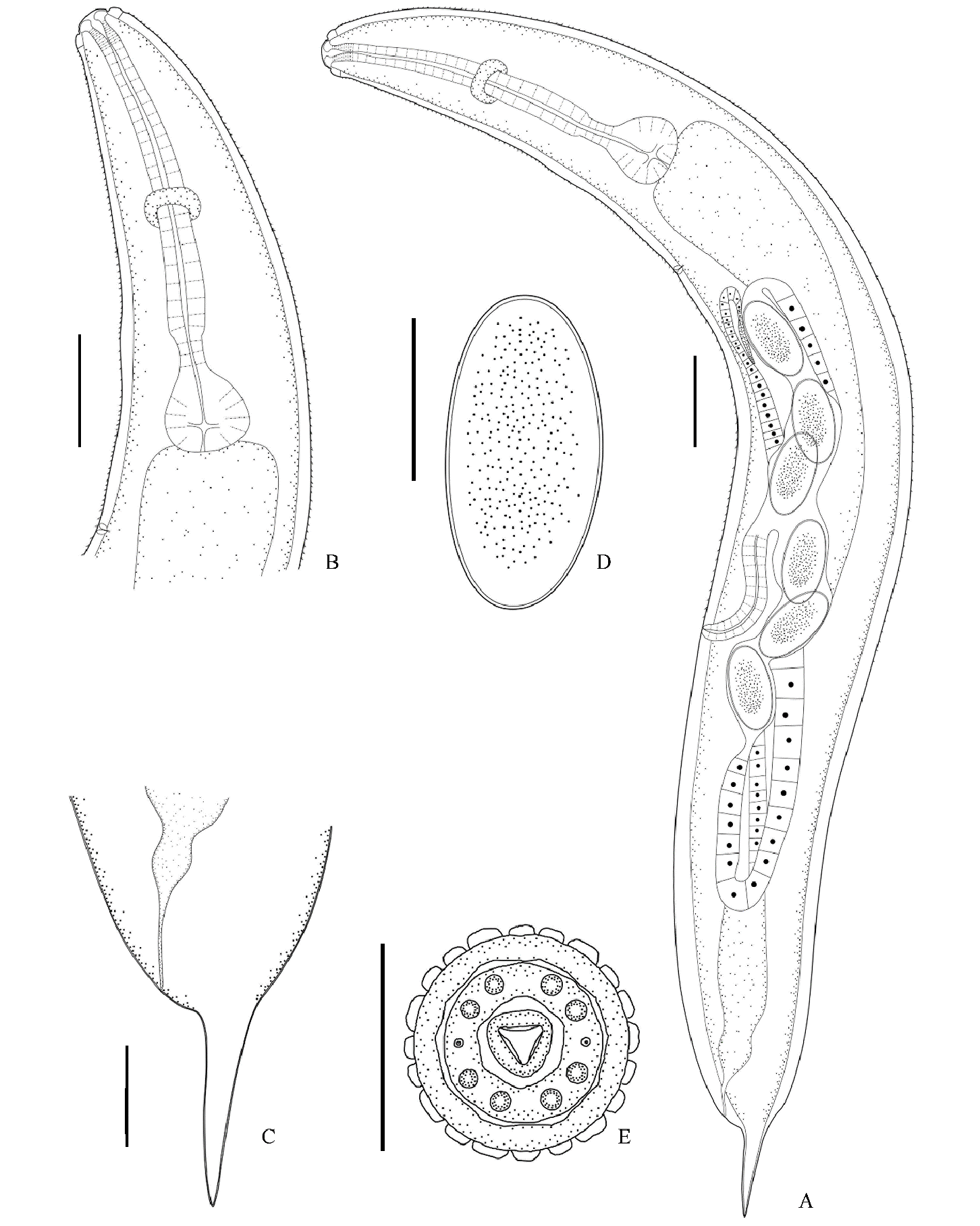 Figure 3 in A new genus and two new species of nematodes (Nematoda ...