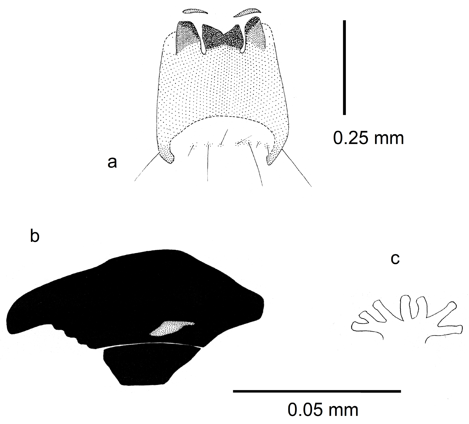 Fig. 3. a in Some Afrotropical species of Atherigona Rondani (Diptera ...