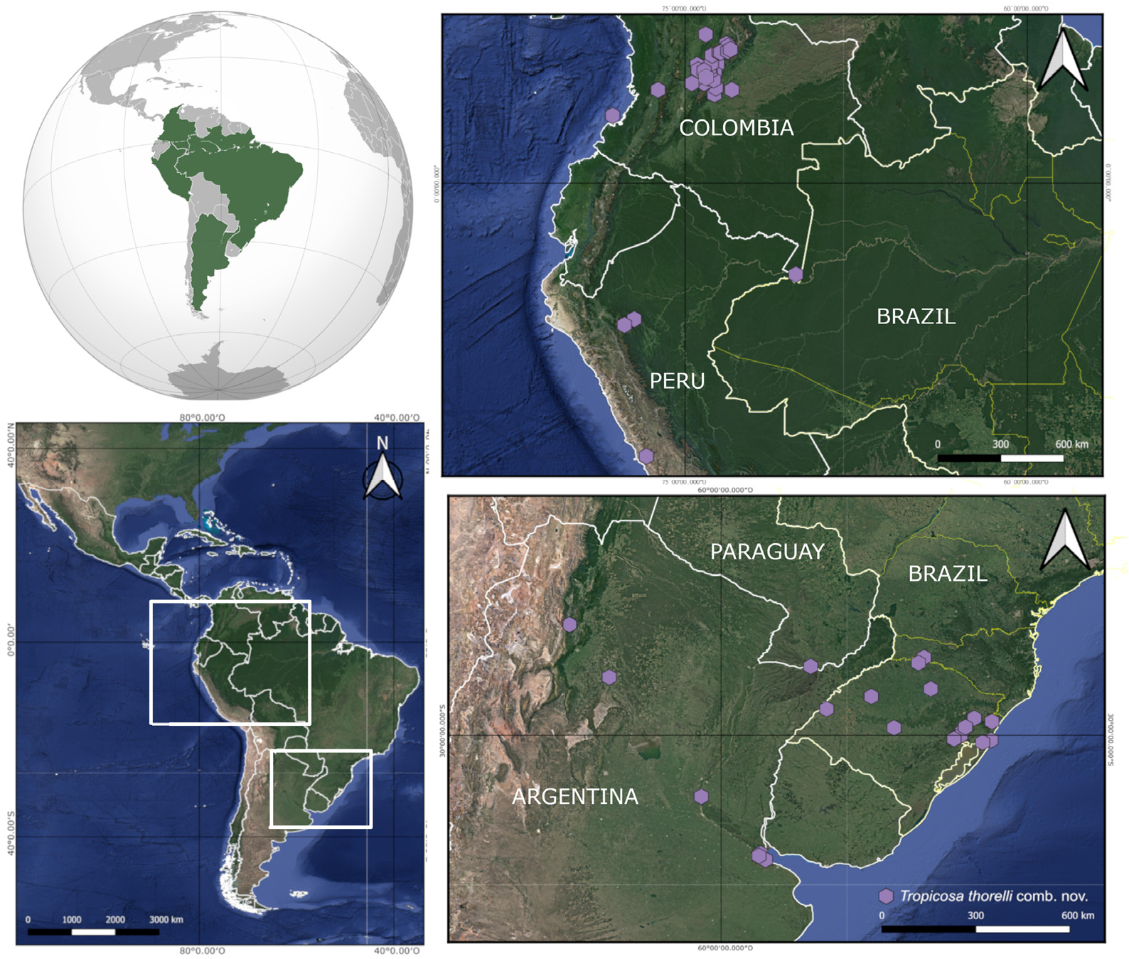 FIGURE 33 in Tidying things up: Tropicosa, a new Neotropical wolf ...