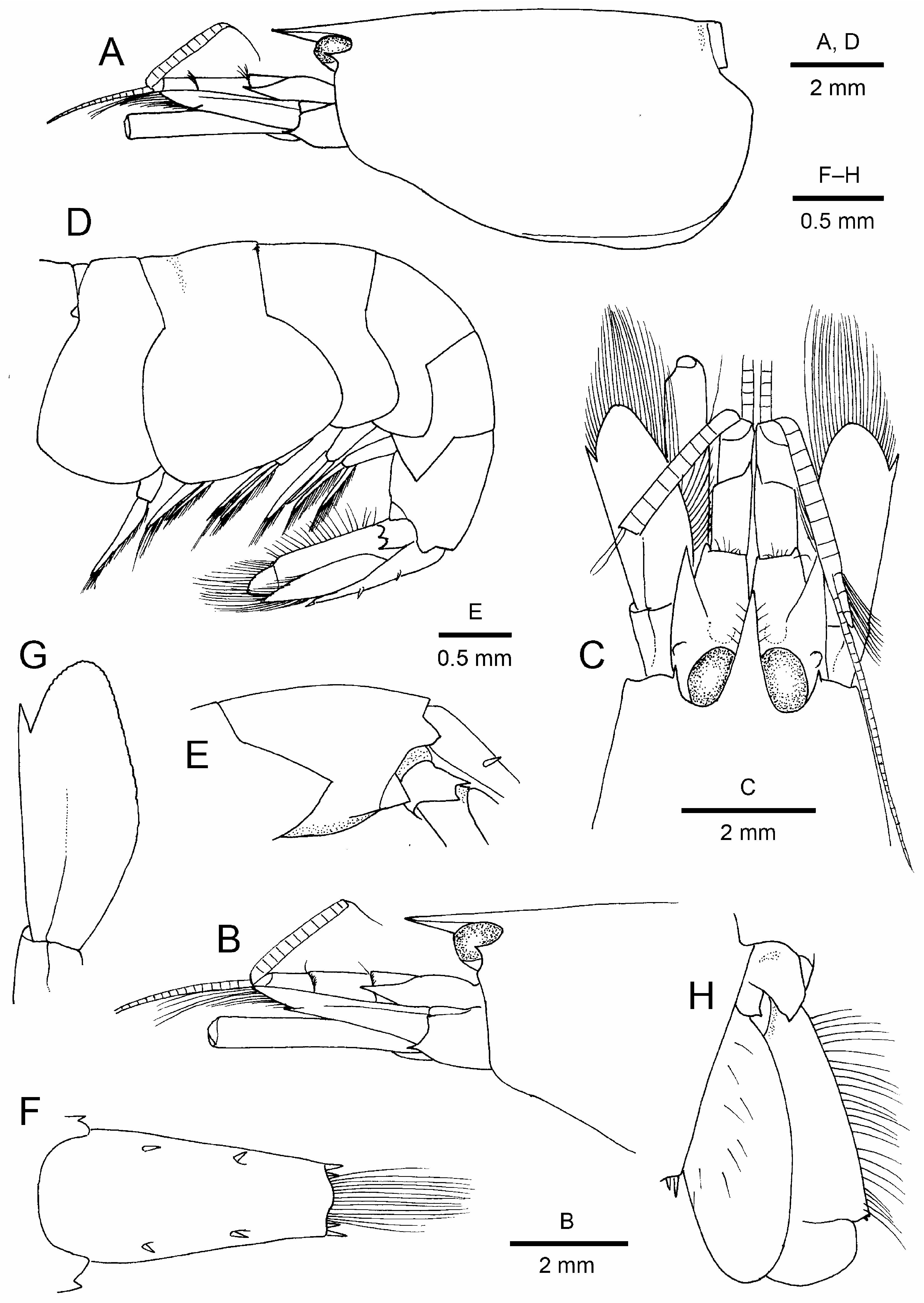 FIGURE 2. Athanas exilis n in A new species of the alpheid shrimp genus