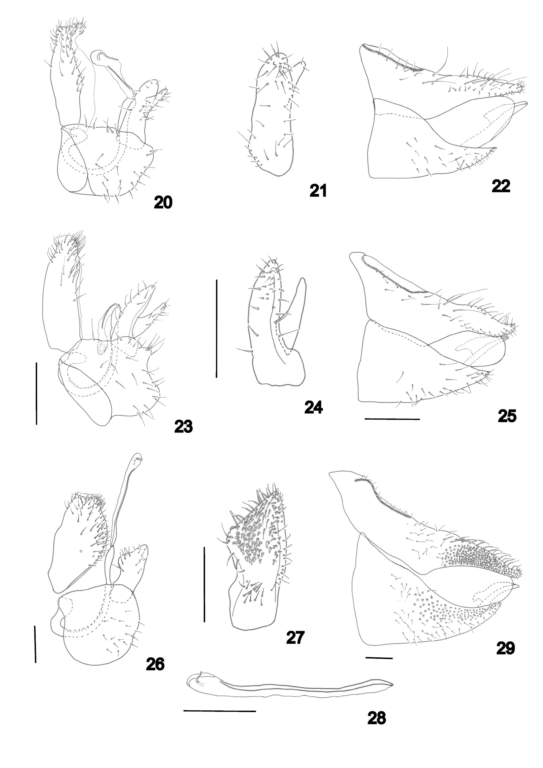 FIGURES 20–29 in A review of the jumping plant-lice (Hemiptera ...